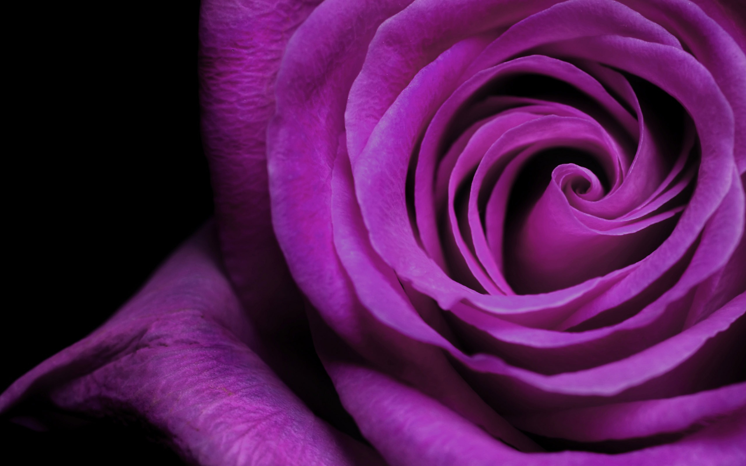 2560x1600 Purple Rose Wallpaper Colors Wallpaper (34511836) Fanpop