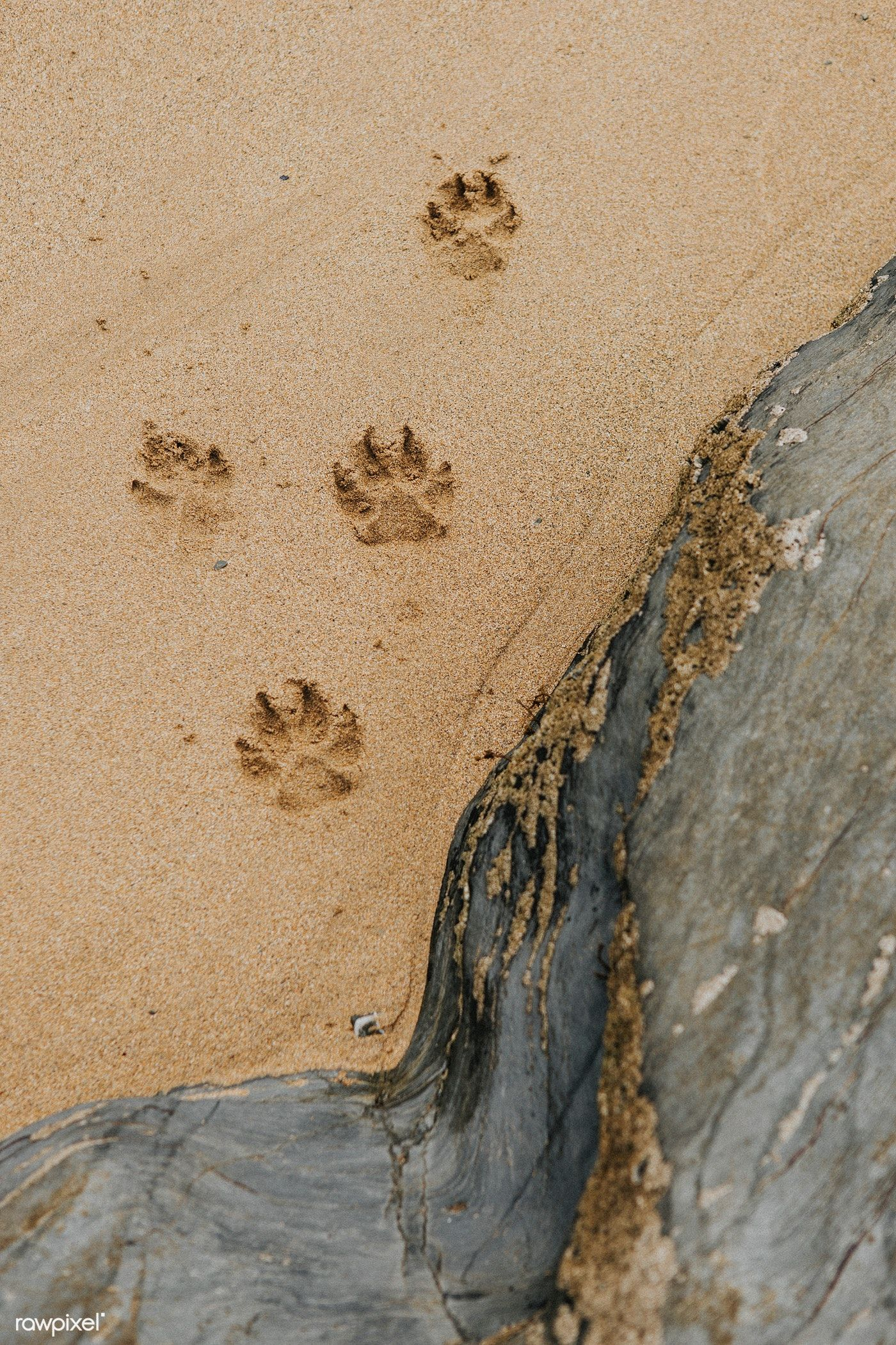 1400x2100 Cute paw prints on the sand | premium image by / Felix | Animal footprints, Paw print, Dog paw print