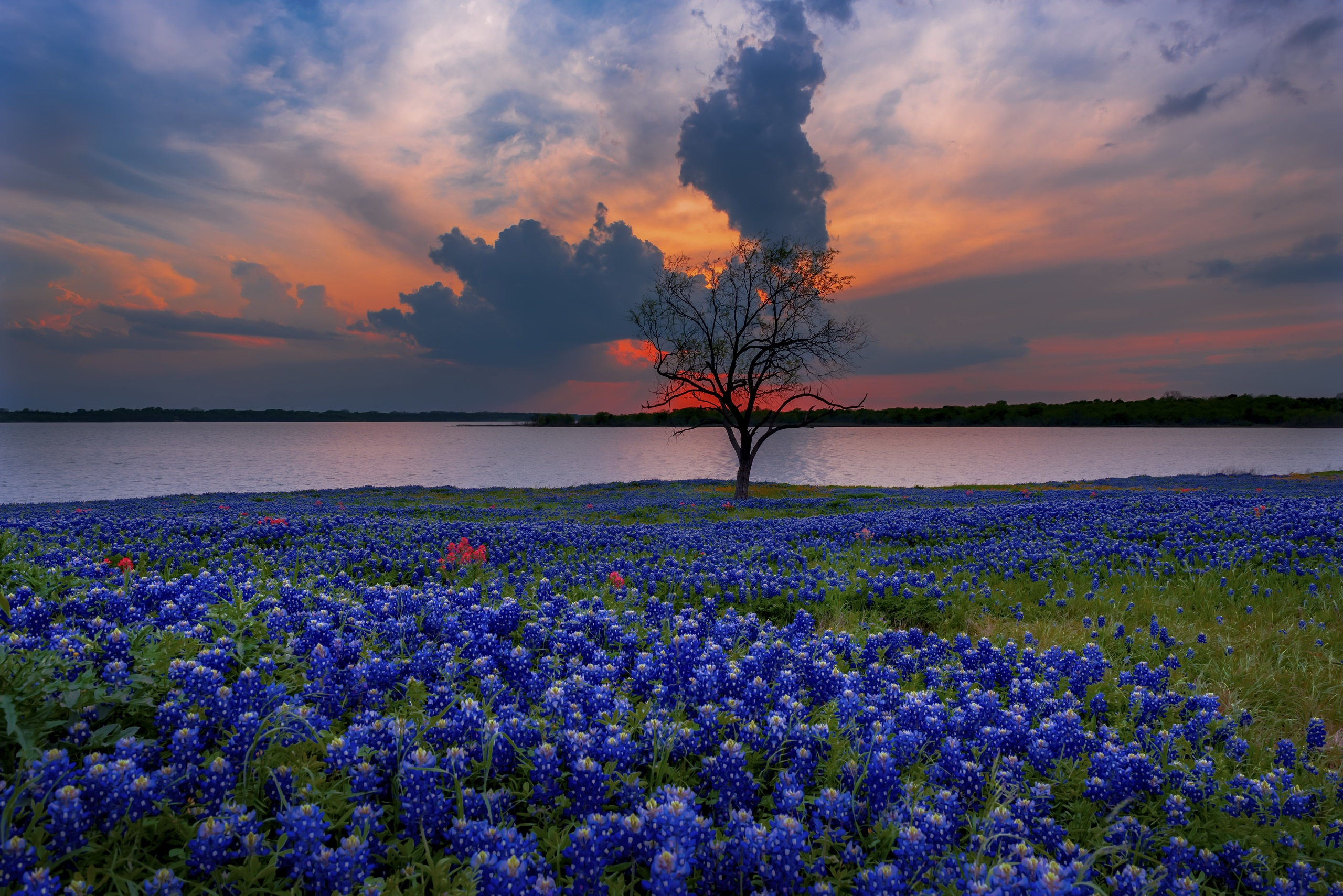 2560x1709 Texas Bluebonnets HD Wallpapers and Backgrounds