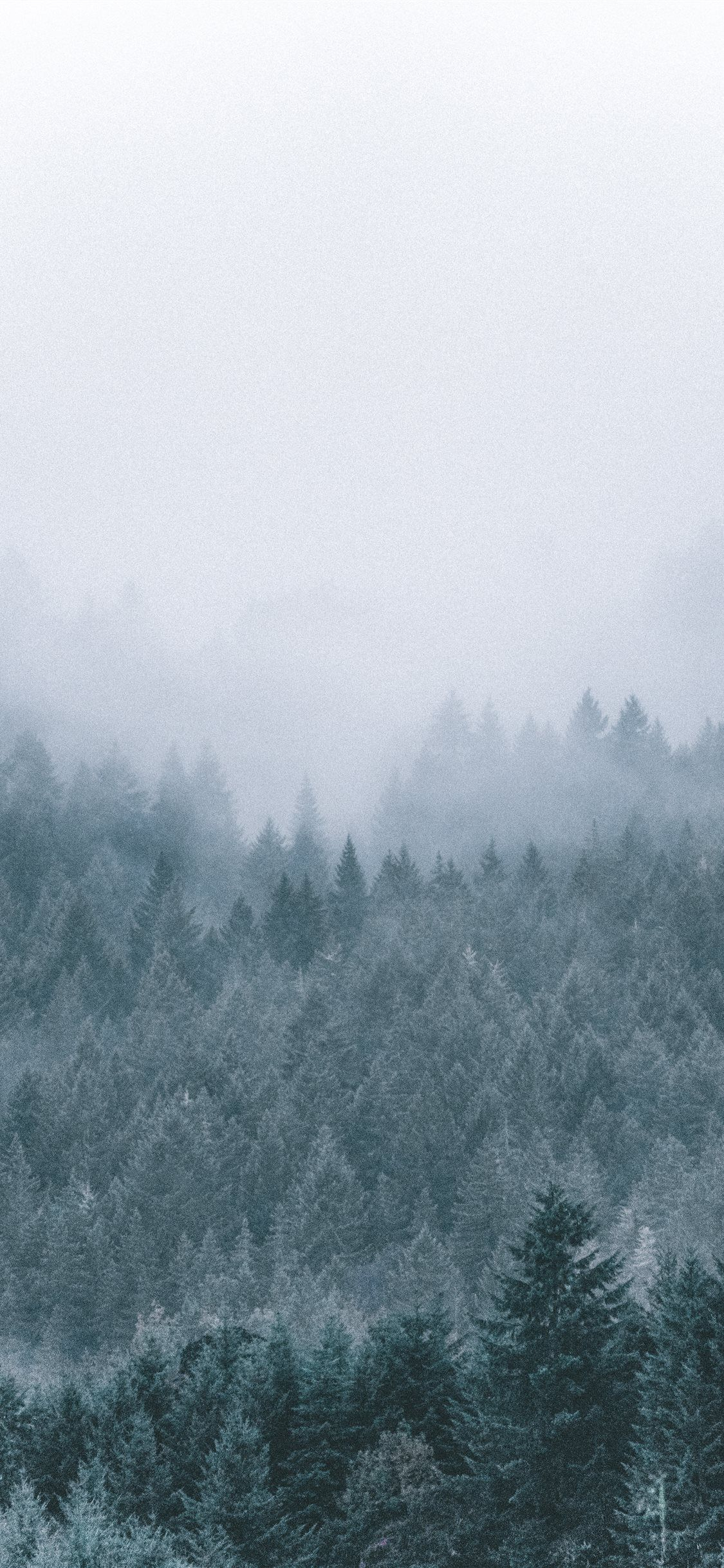 1125x2436 foggy icy green pine trees scenery Wallpaper | Forest wallpaper, Scenery wallpaper, Tree mountain wallpaper