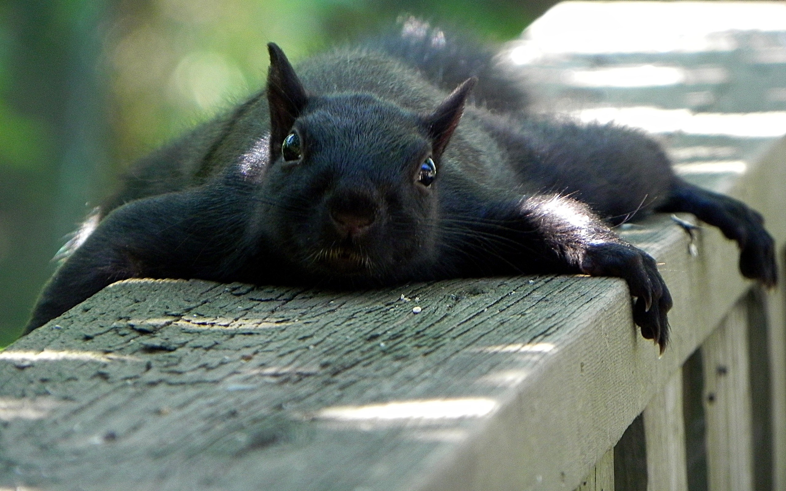 2560x1600 black, Lazy, Squirrel Wallpapers HD / Desktop and Mobile Backgrounds