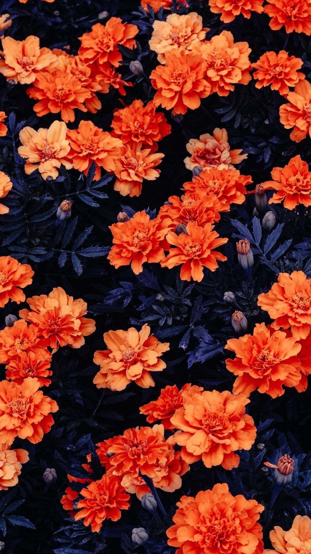 1080x1920 Orange Flowers | Flower iphone wallpaper, Free flower wallpaper, Orange wallpaper