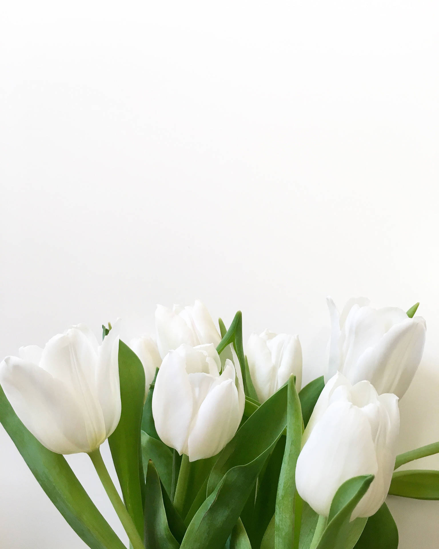 1536x1920 Download Pure White Tulips Wallpaper