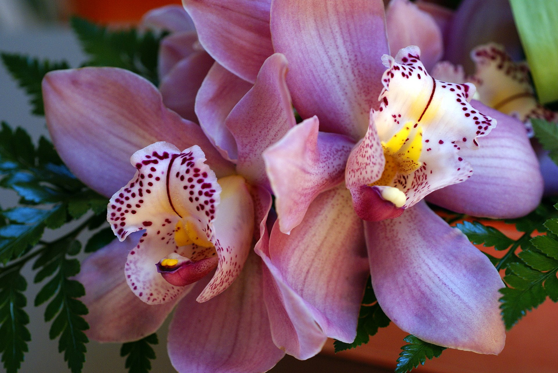 1920x1285 Orchids phot