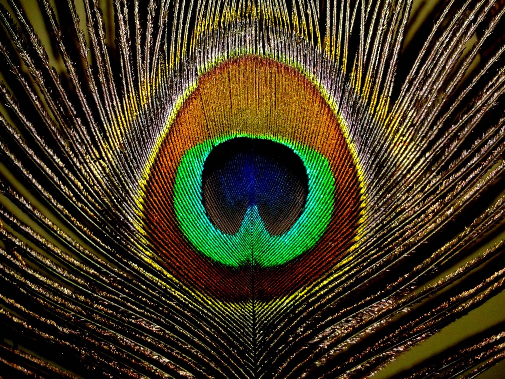 2048x1536 Wallpapers Of Peacock Feathers HD 2015 | Feather wallpaper, Peacock feathers, Peacock