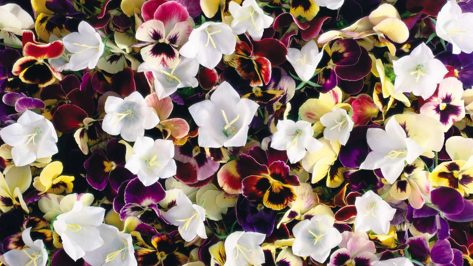 1920x1080 Wallpaper : pansies, flowers, colorful, bells, bright 4kWallpaper 1084388 HD Wallpapers