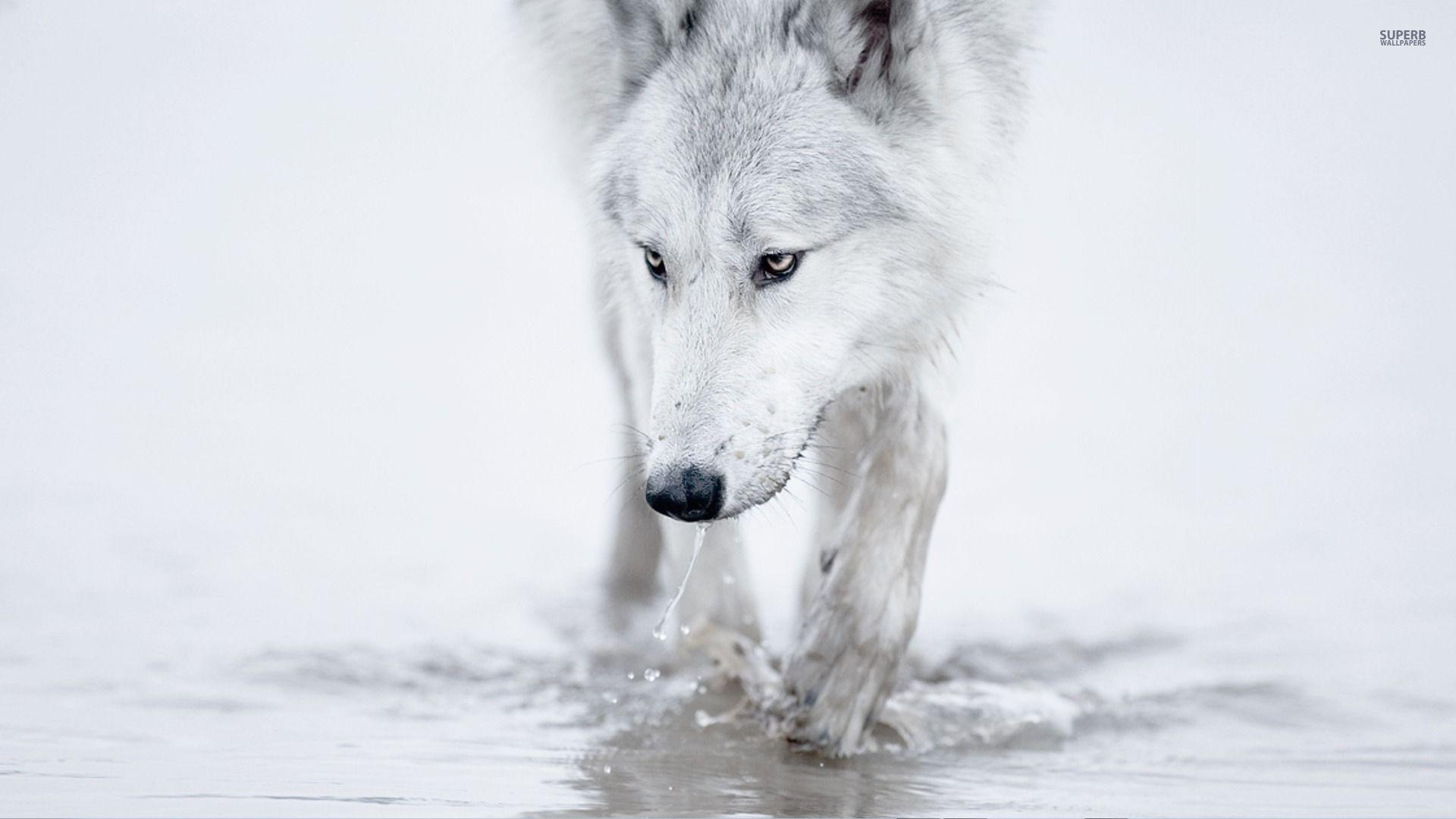 1920x1080 White Wolf Wallpapers Top Free White Wolf Backgrounds