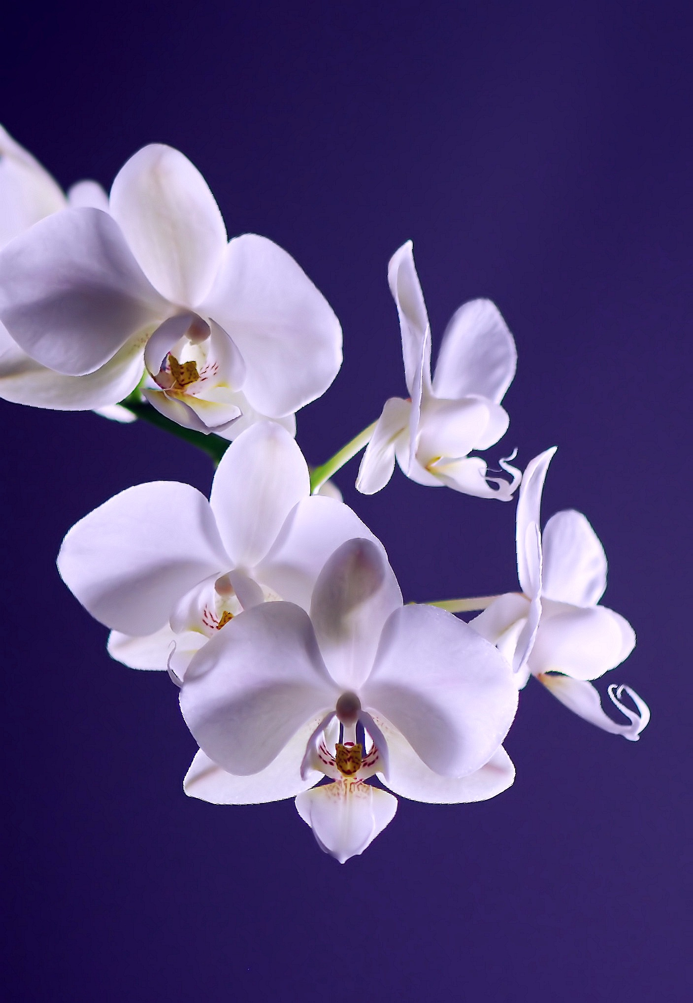 1407x2036 Orchid Photos, Download Free Orchid Stock Photos \u0026 HD Images