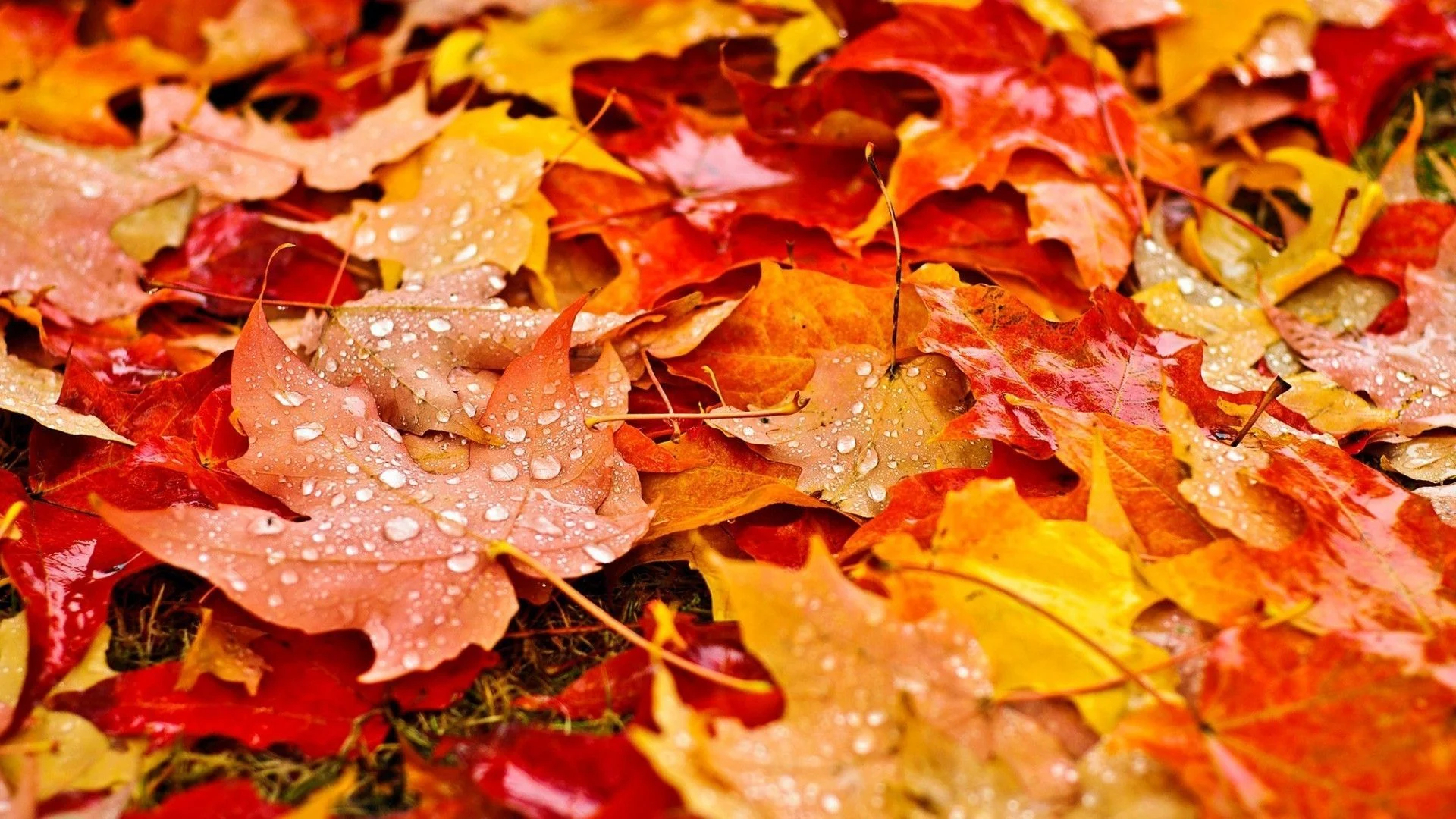 1920x1080 Fall Leaves Wallpapers Top Free Fall Leaves Backgrounds