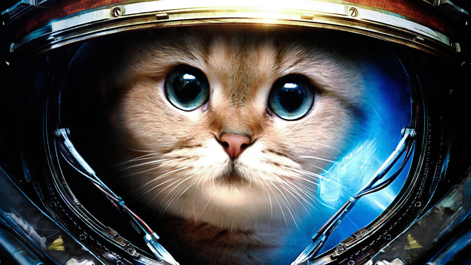 1920x1080 Cats in Space Wallpapers
