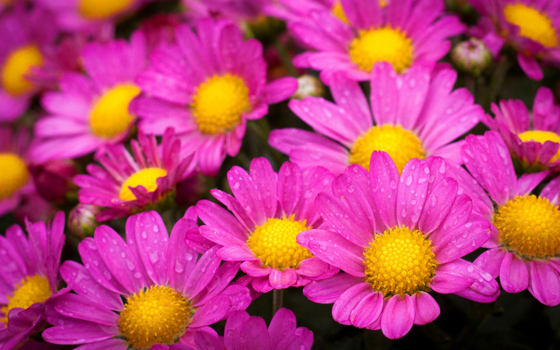 1920x1200 Pink Yellow Flower Wallpapers Top Free Pink Yellow Flower Backgrounds
