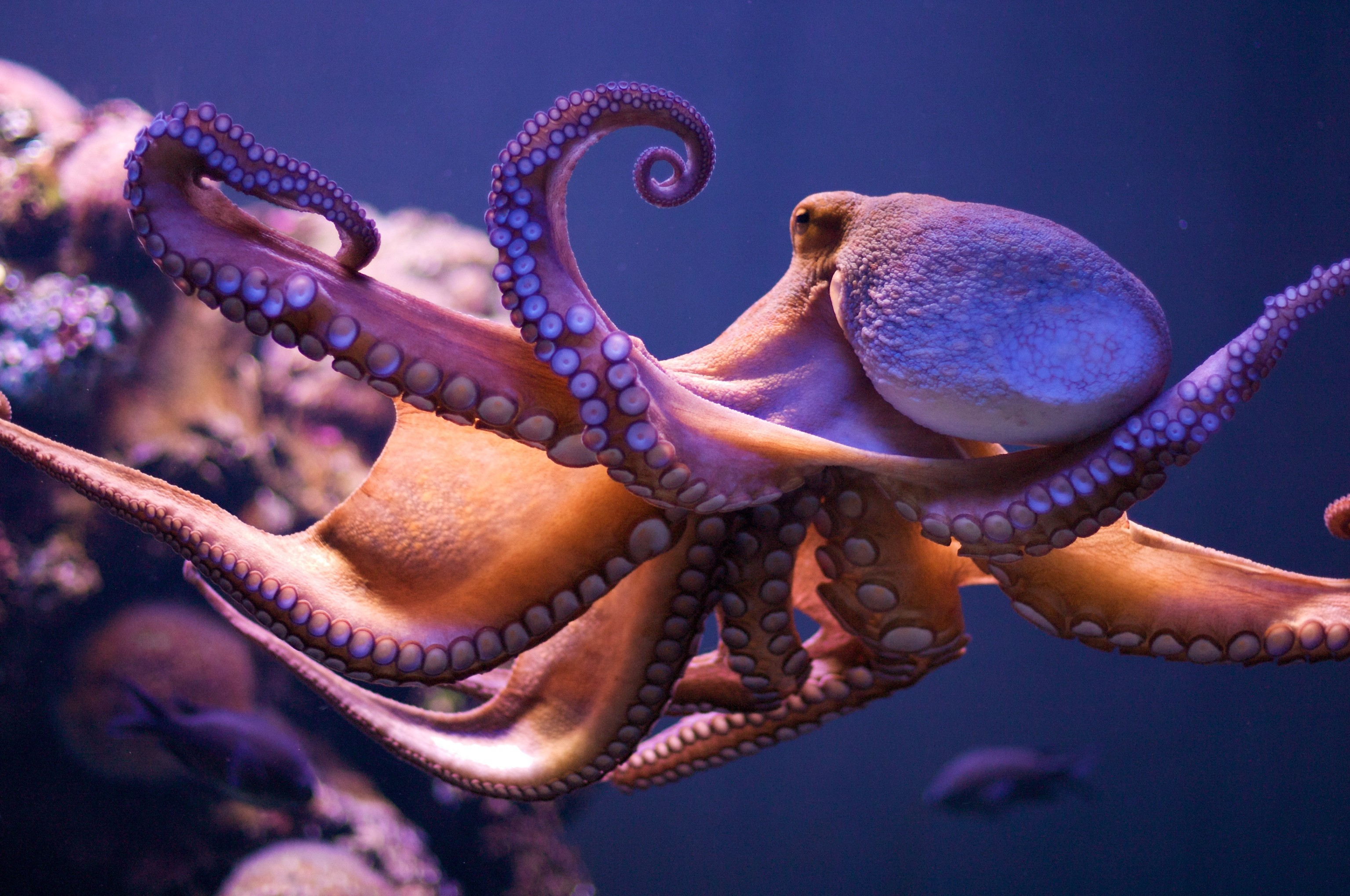 3072x2040 Octopus wallpaper &Acirc;&middot;&acirc;&#145;&nbsp; Download free stunning backgrounds for desktop and mobile devices in any resolution: desktop, Android, iPhone, iPad 1920x1080, 1600x900, 1280x900, 1440x900 etc.