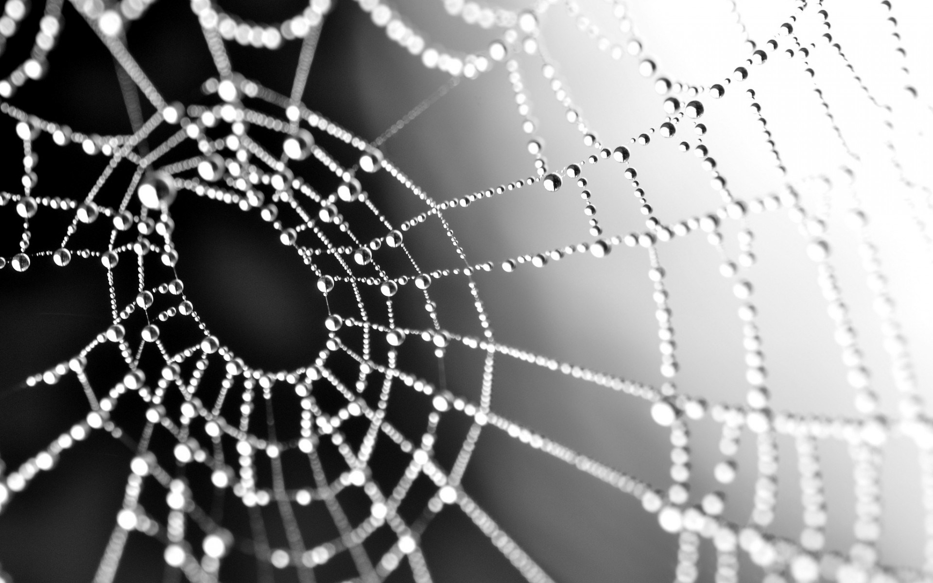 1920x1200 Macro Spiderweb Webs Water Drops Wallpaper [