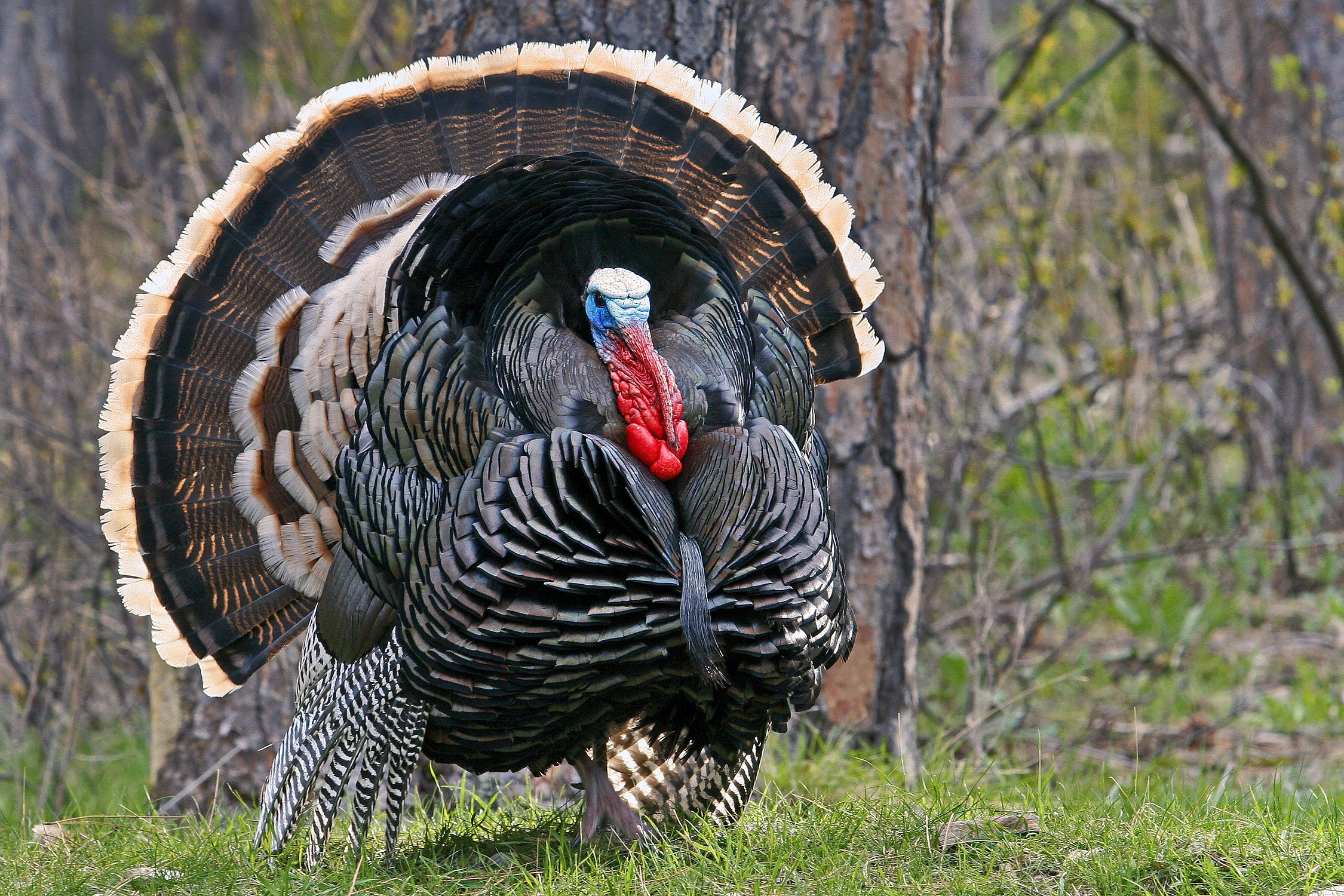 2250x1500 Merriams Wild Turkey | Turkey hunting, Pictures of turkeys, Quail hunting