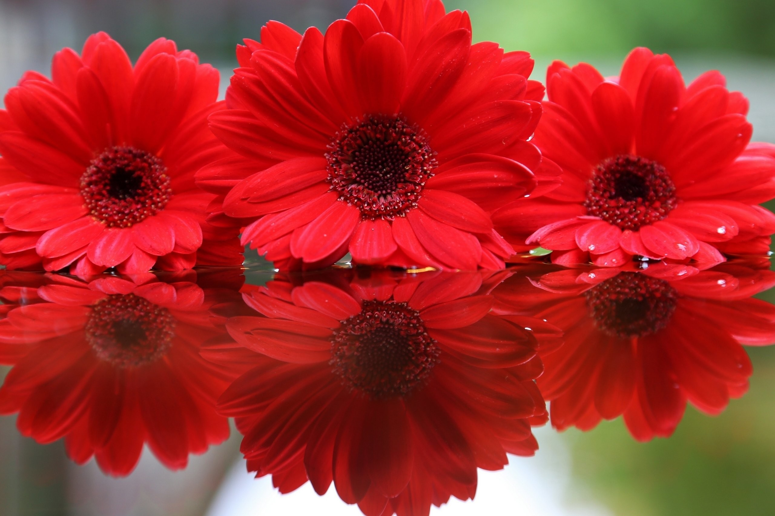2560x1707 Red Flowers Wallpapers (69+ pictures