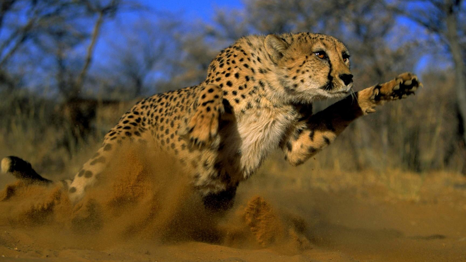 1920x1080 Download Animals cheetahs wild cats awesome wallpaper Birds- For Mobile Phone