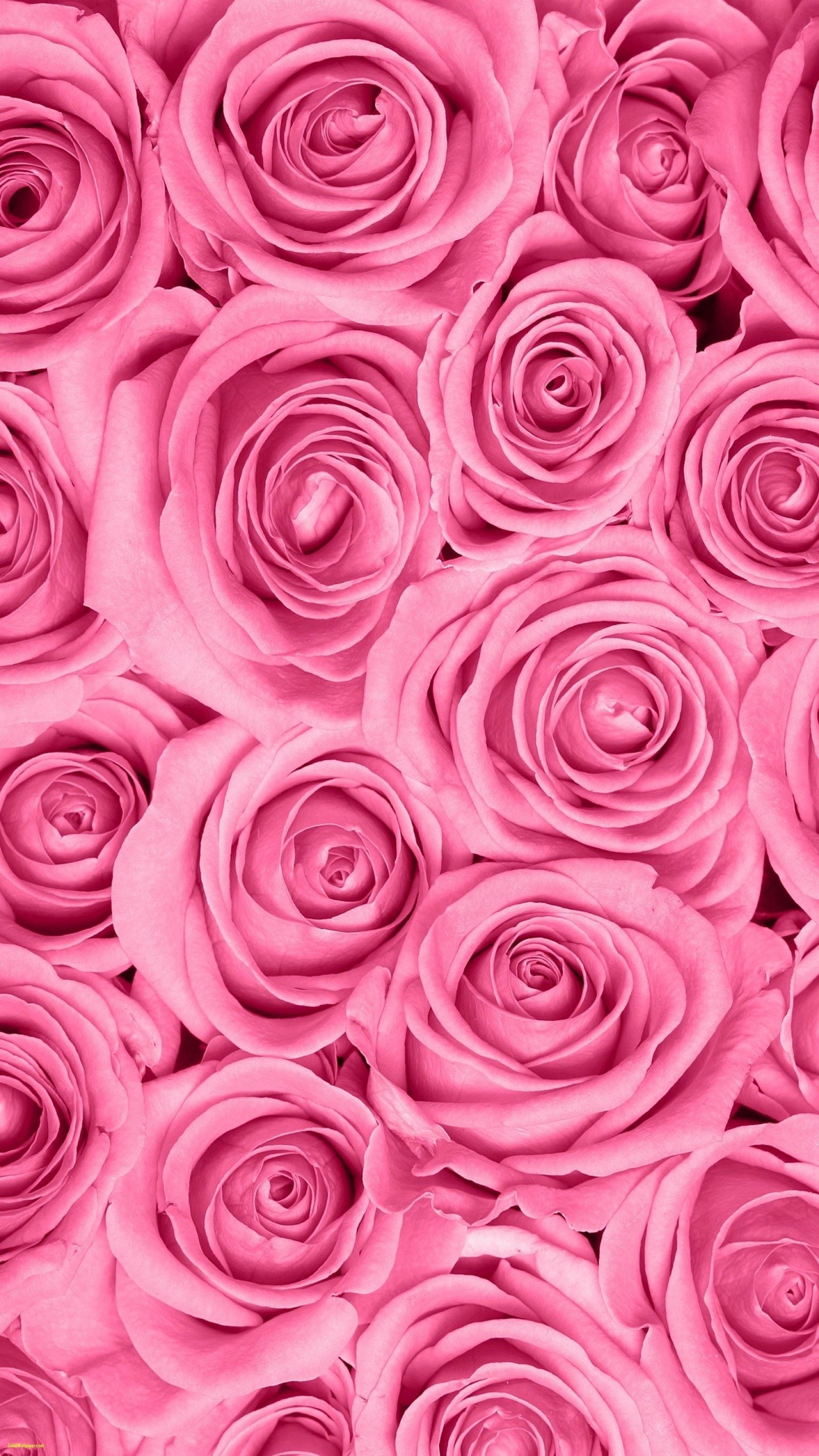 1600x2844 Rose Pink Wallpapers Top Free Rose Pink Backgrounds