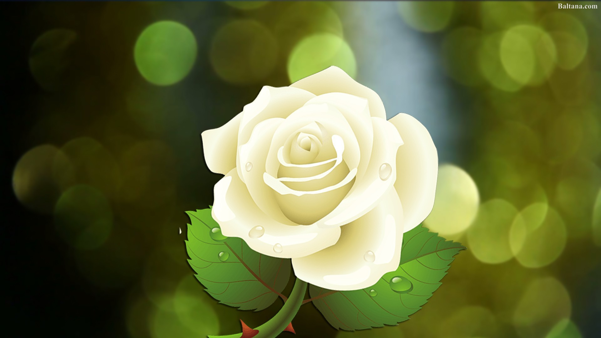 1920x1080 White Rose Wallpapers (67+ pictures