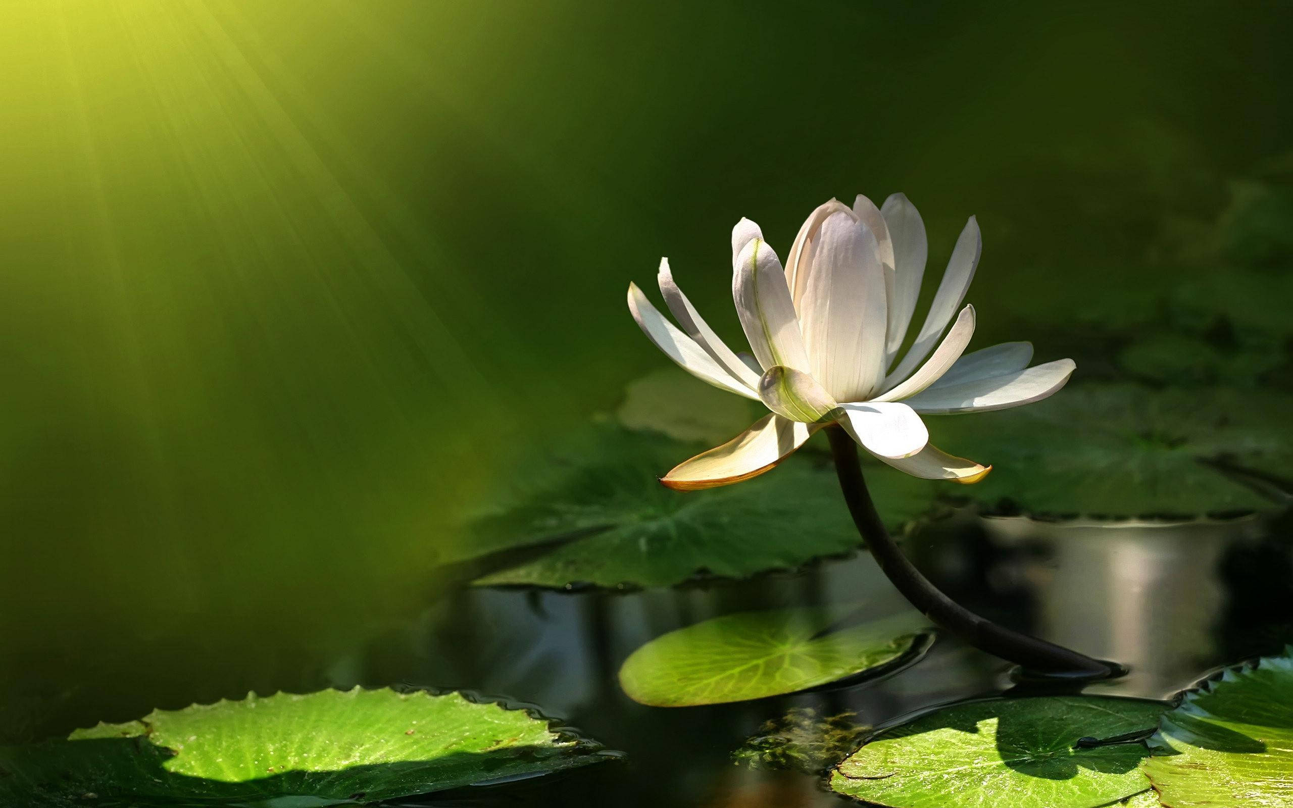 2560x1600 Download Water Lily Under Sunlight Wallpaper