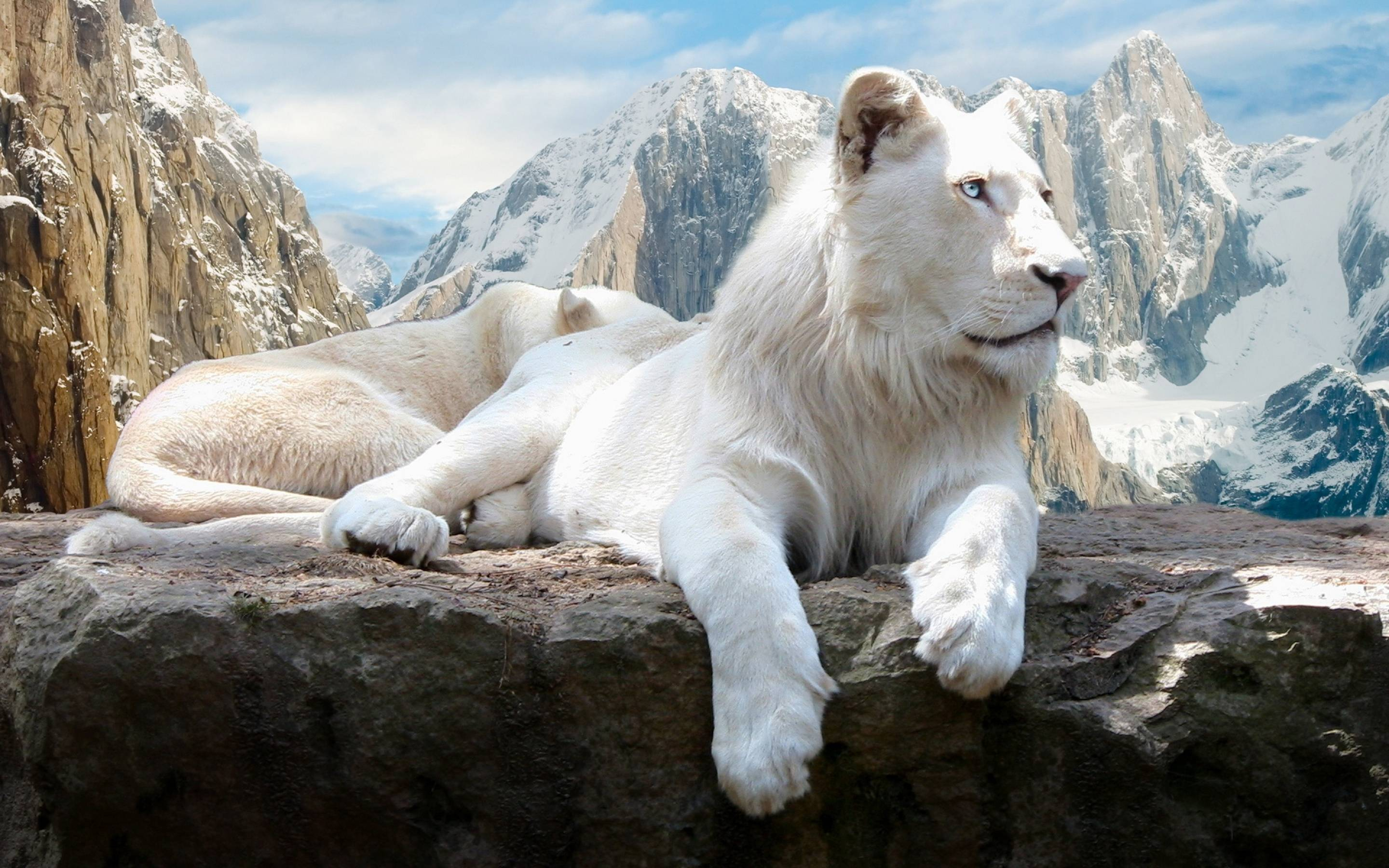2880x1800 White Lions Wallpapers