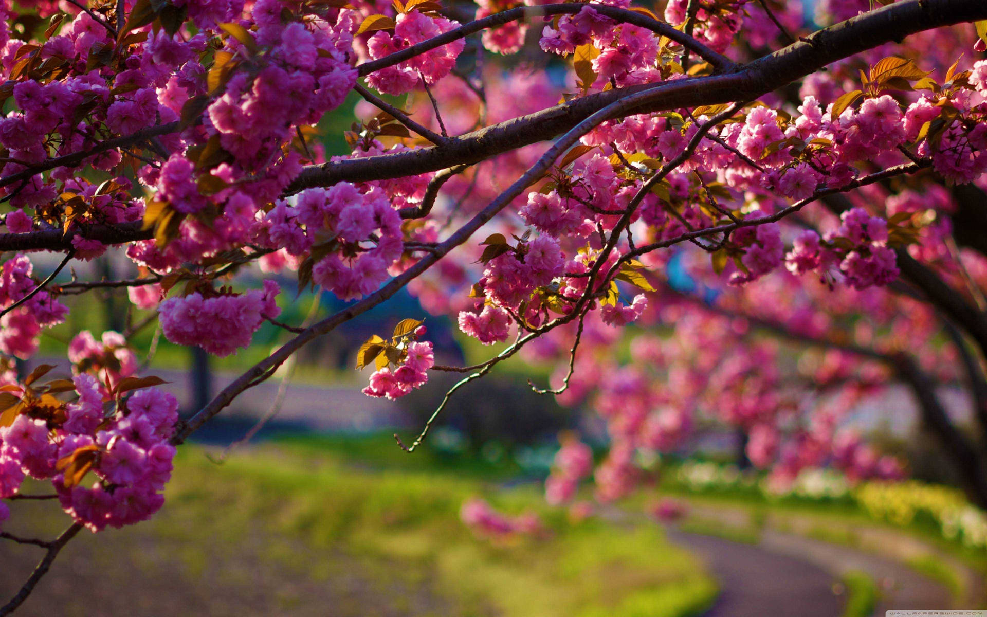 1920x1200 Download Spring Desktop Sakura Flower Wallpaper