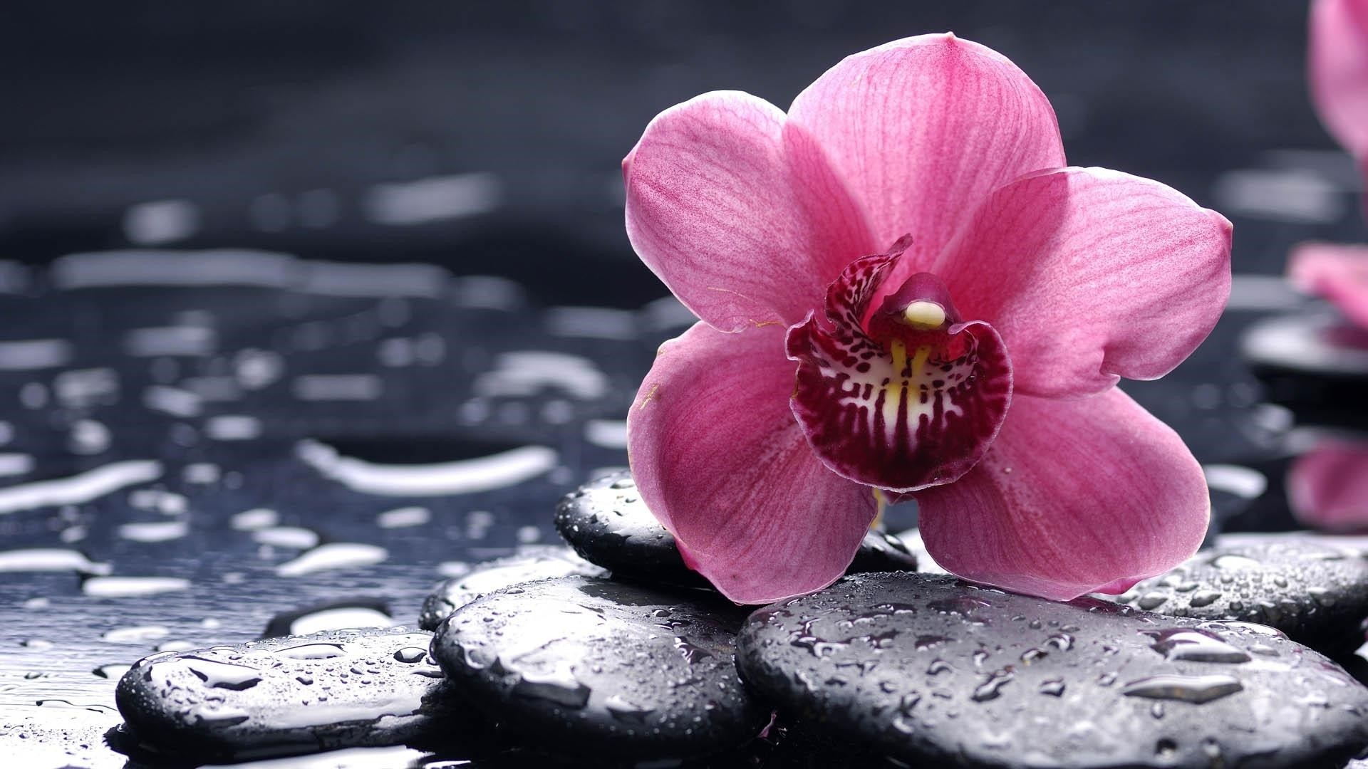 1920x1080 33 Orchid Wallpapers Wallpaperboat