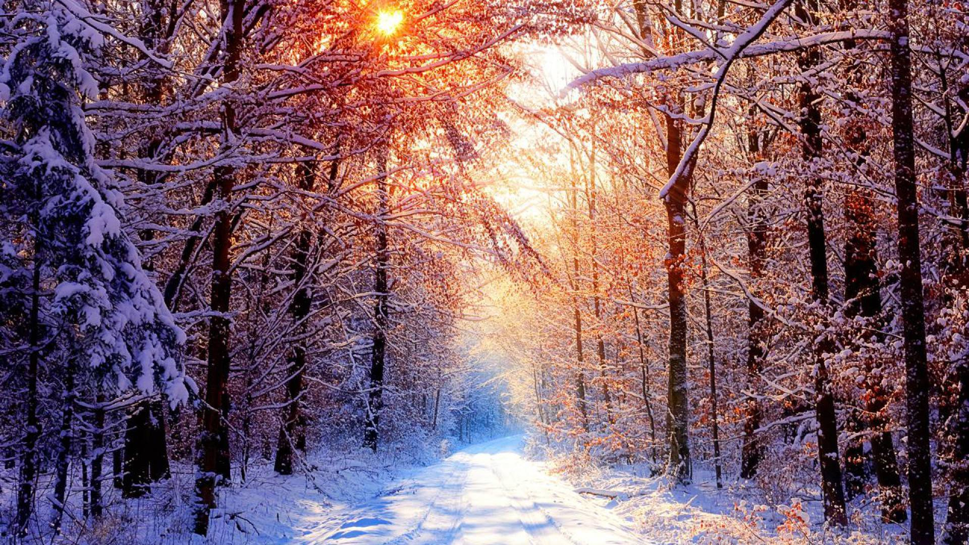 1920x1080 Winter Forest Wallpapers Top Free Winter Forest Backgrounds
