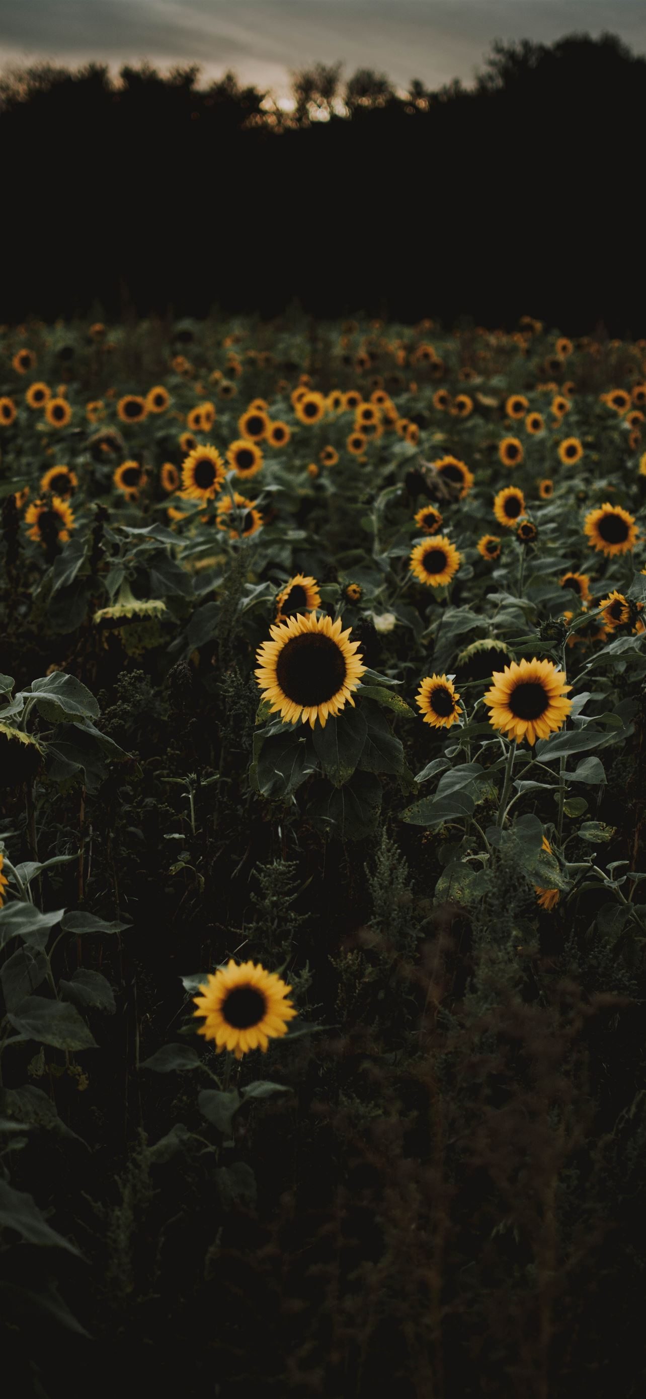 1284x2778 The road to freedom is bordered with sunflowers iPhone Wallpapers Free Download