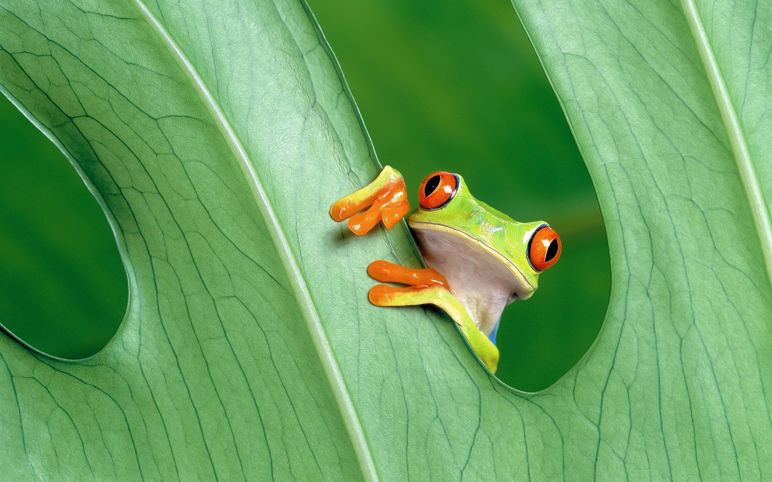 2560x1600 Tree Frog Wallpapers Top Free Tree Frog Backgrounds