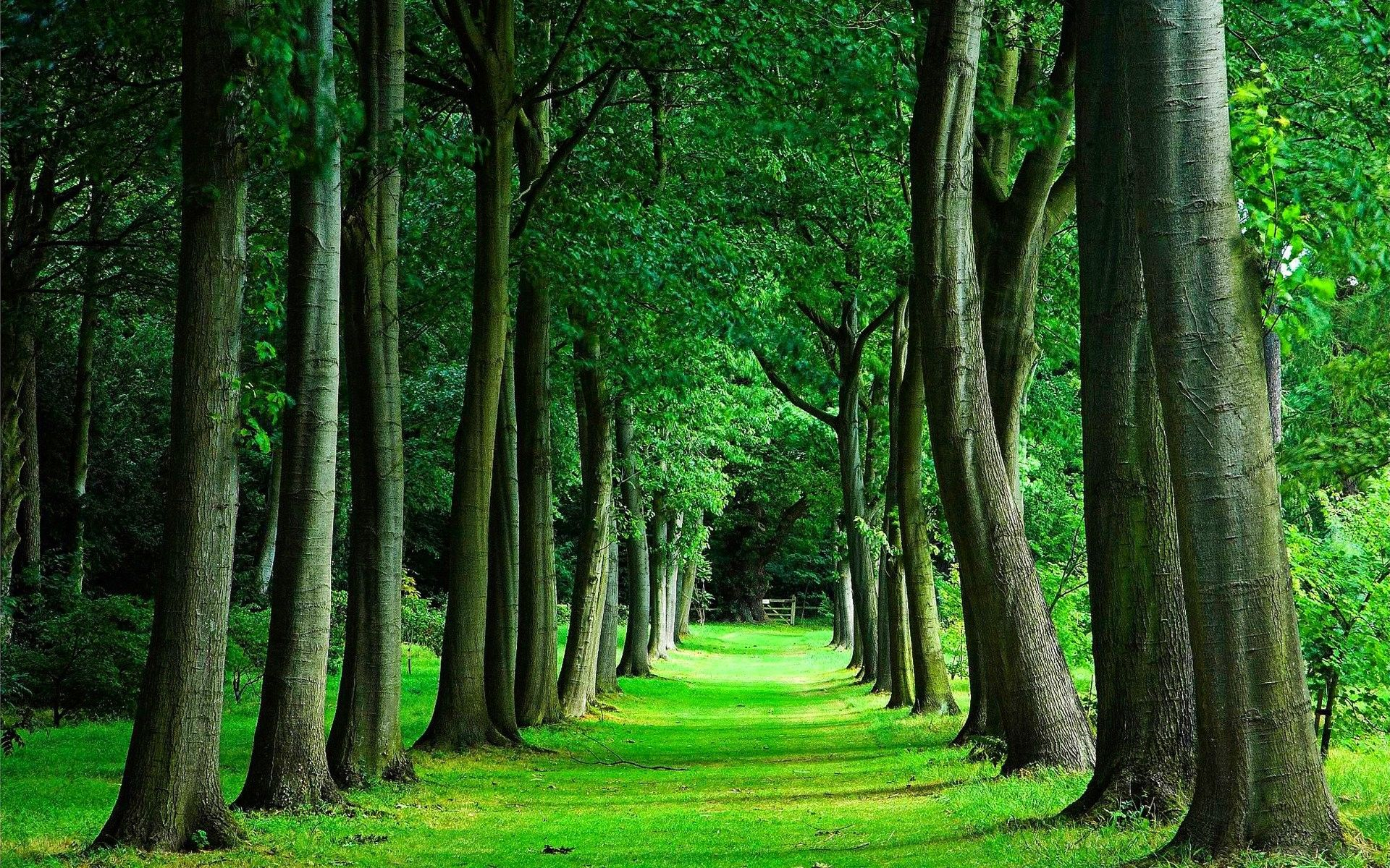 1920x1200 Trees Wallpapers Top Free Trees Backgrounds