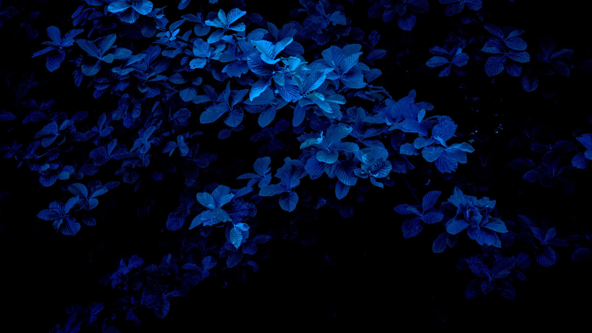 1920x1080 Blue Flower Navy Blue Color Plant Full HD Wallpaper KDE Store