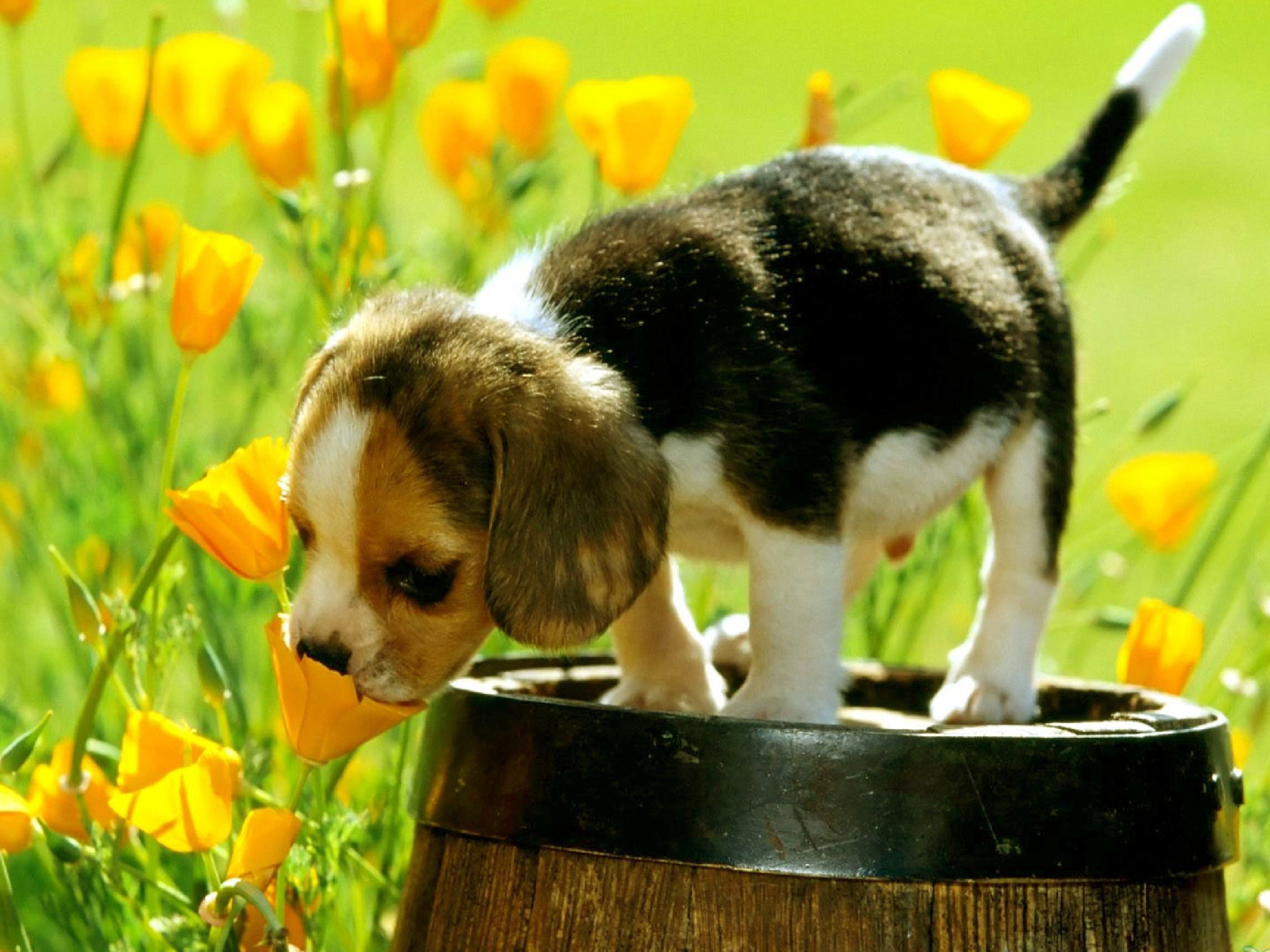 2560x1920 Spring Time Puppys Wallpapers