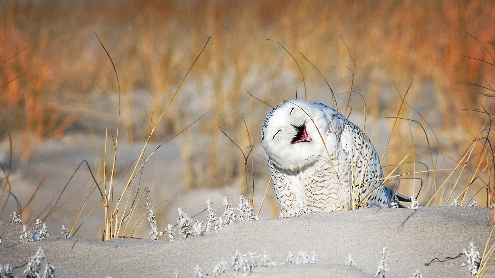 1920x1080 Snow Owl Laughing &eth;&#159;&#152;&#134
