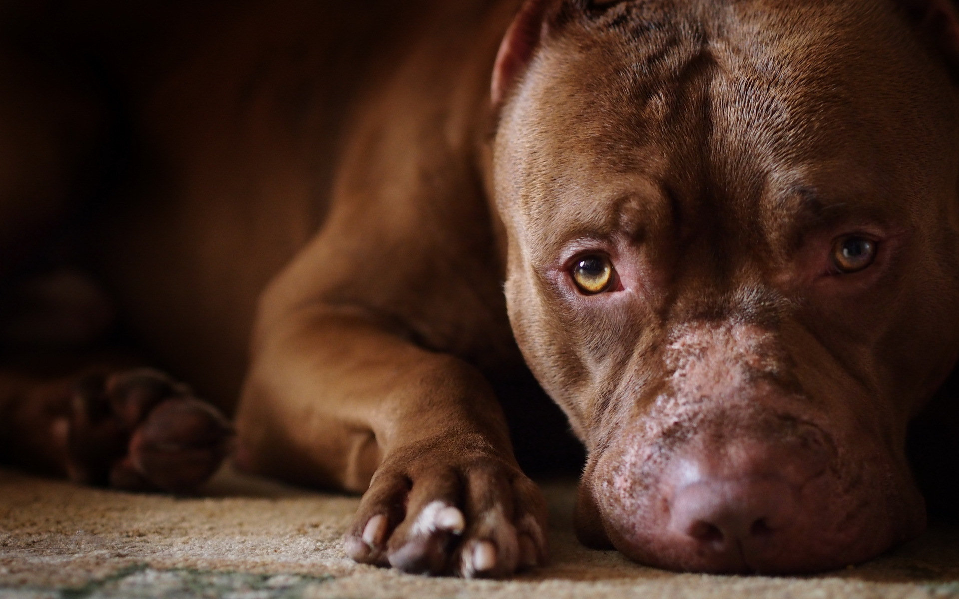 1920x1200 30+ Pit Bull HD Wallpapers and Backgrounds