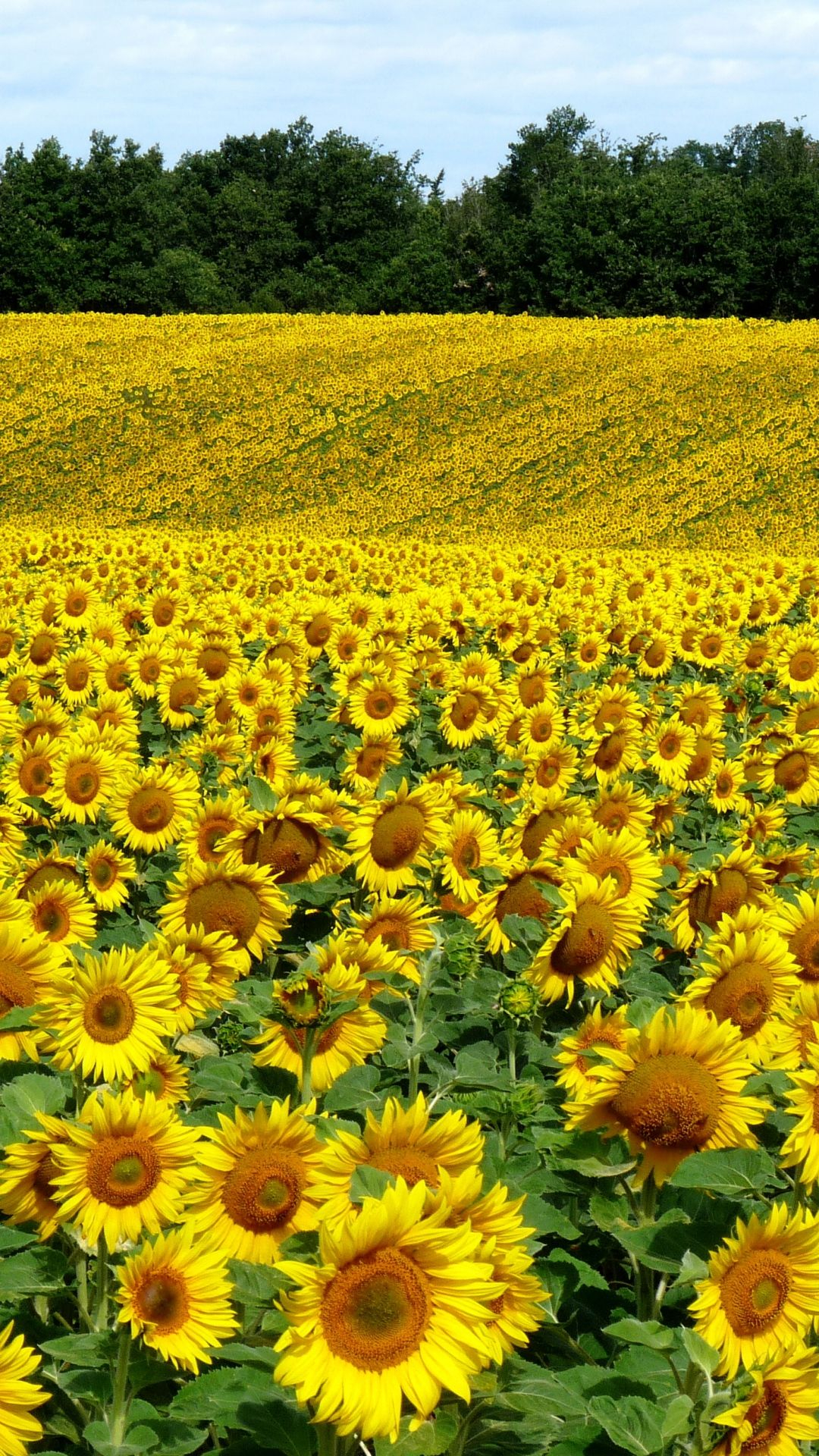 1080x1920 Download Wallpaper Field, Sunflowers, Landscape, Summer Sony Xperia Z1, ZL, Z, Samsung Gala&acirc;&#128;&brvbar; | Sunflower photography, Sunflower fields, Sunflower pictures