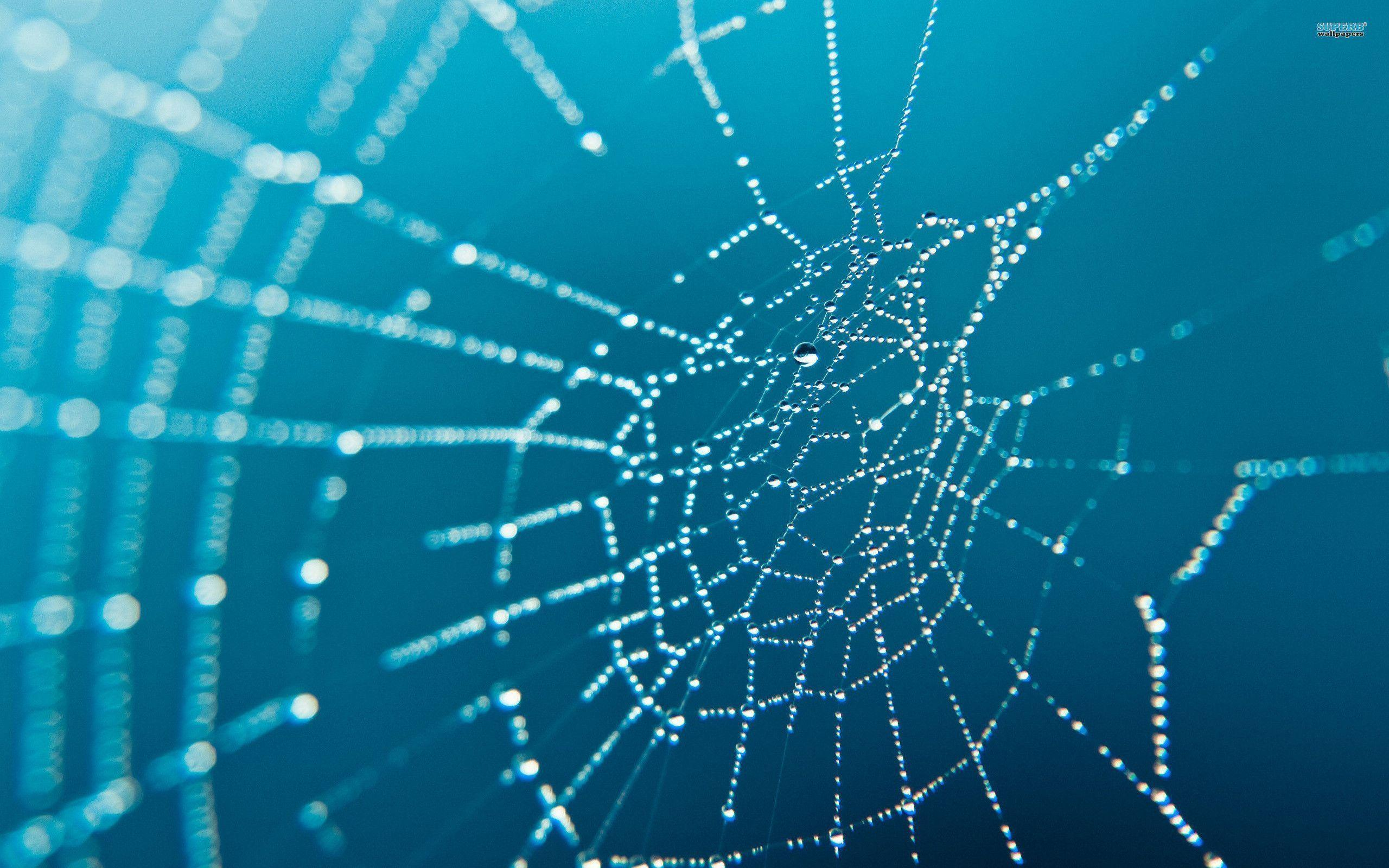 2560x1600 Spider Web Wallpapers