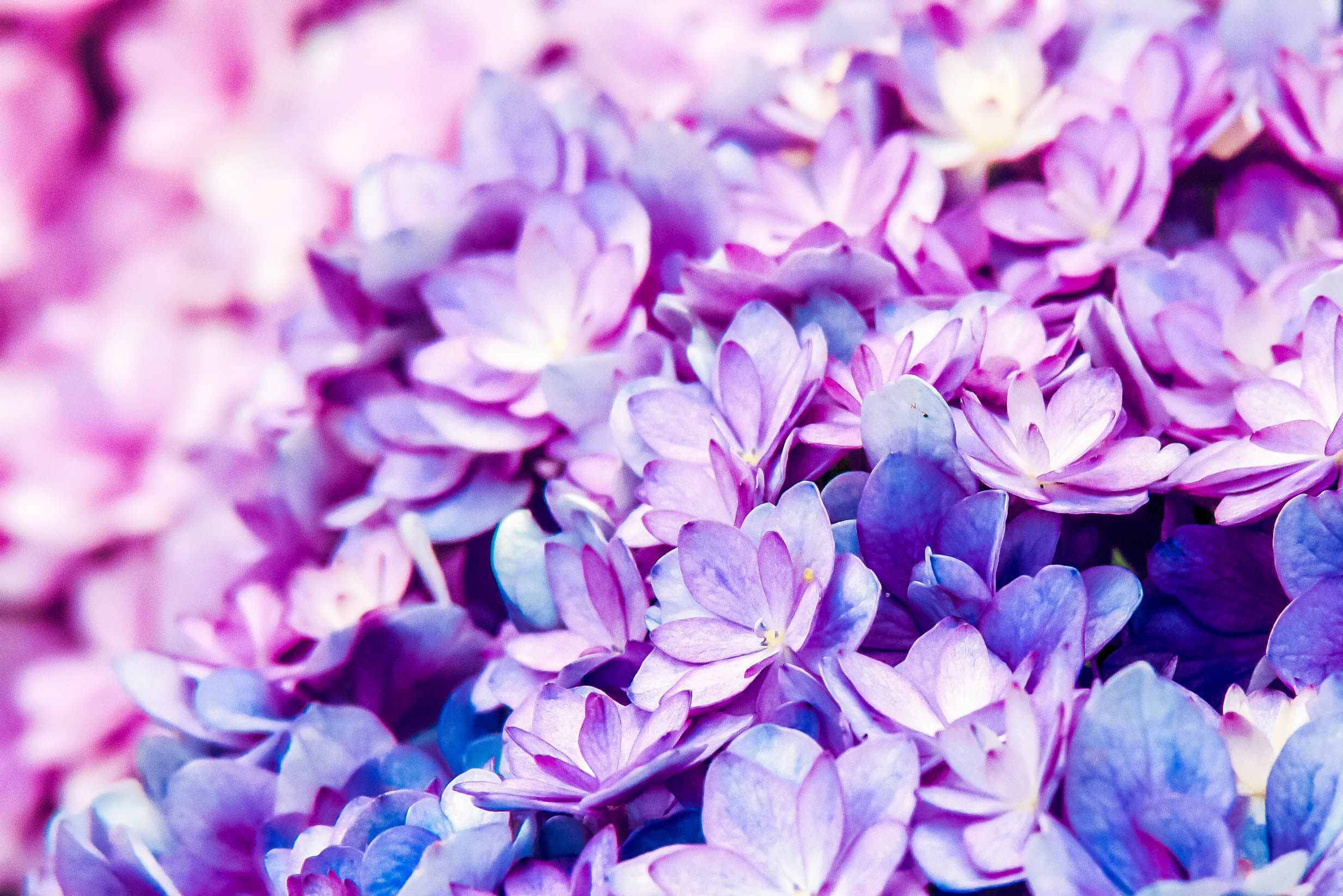 2466x1645 100,000+ Best Purple Flowers Photos &Acirc;&middot; 100% Free Download &Acirc;&middot; Pexels Stock Photos