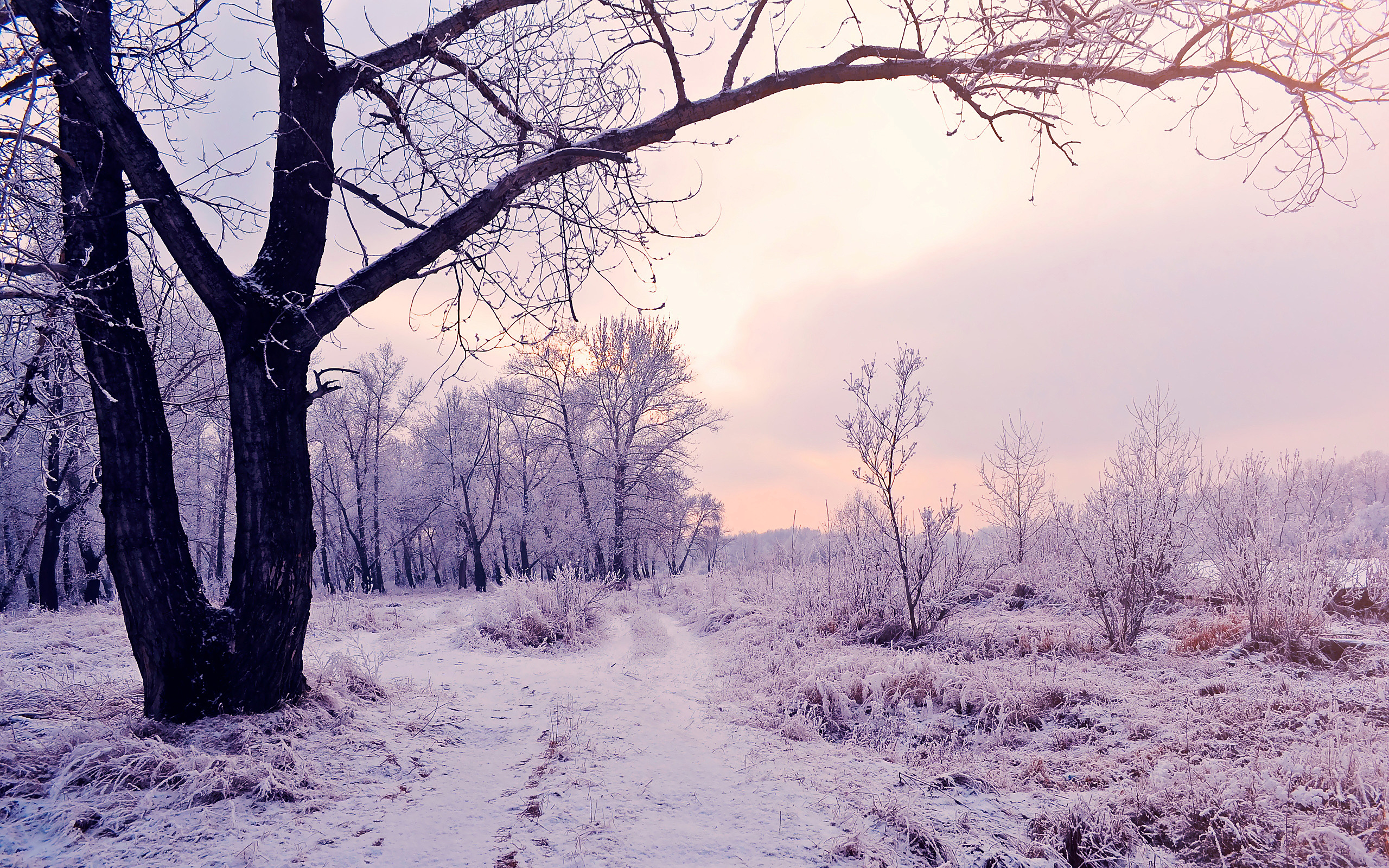 2560x1600 Enchanting beauty of the winter woods. Watch free HD photos of beautiful natural scenery for mobile phones