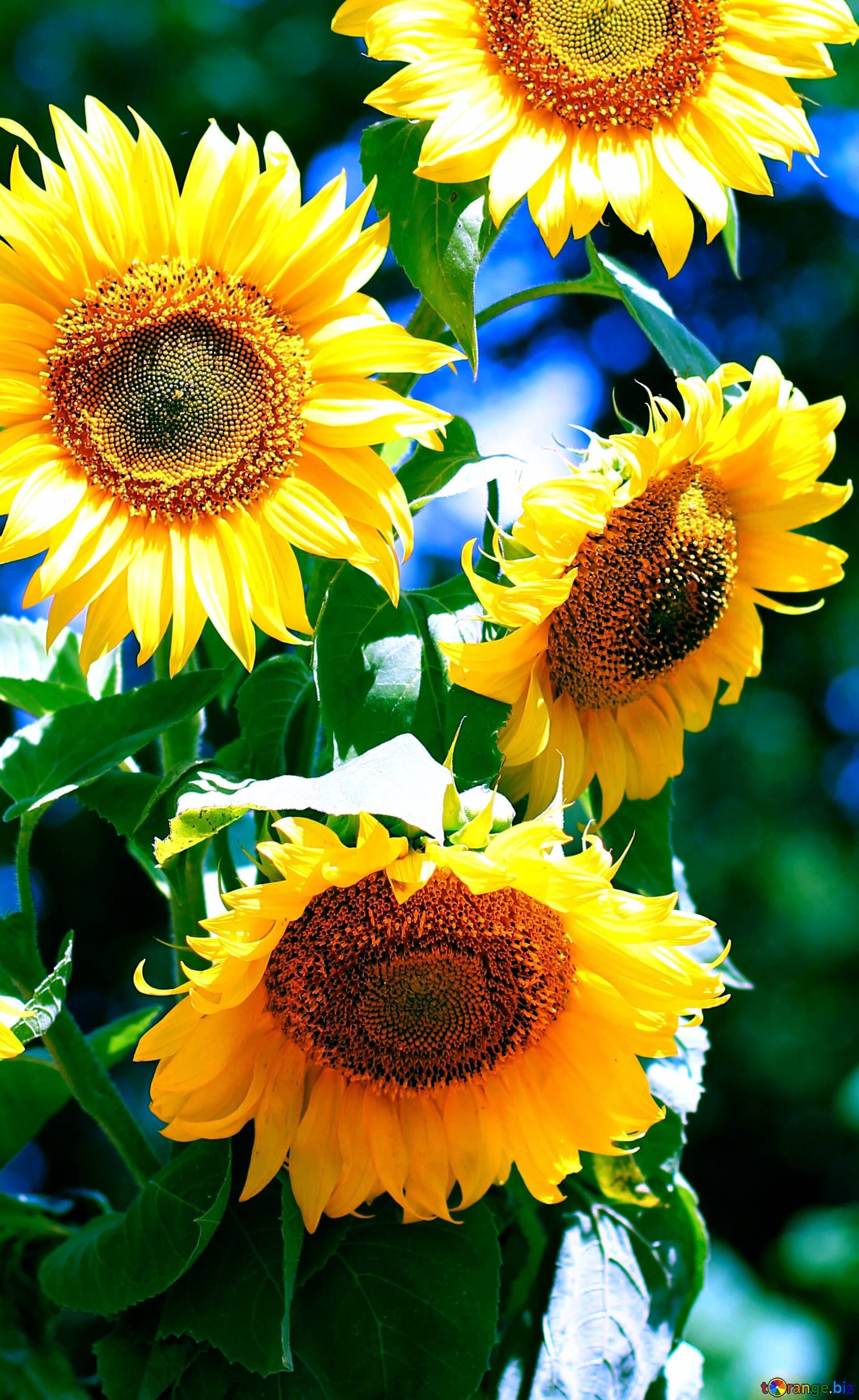 1920x3130 Download free picture Sunflowers bouquet background vertical on CC-BY License ~ Free Image Stock ~ fx &acirc;&#132;&#150;116585