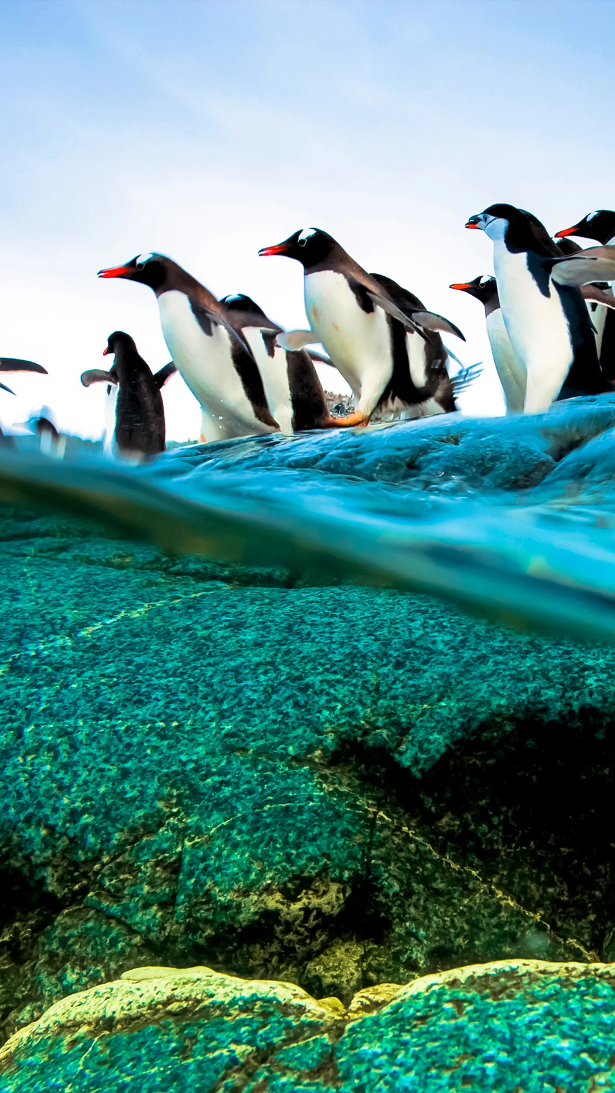 1242x2208 Diving Penguins Wallpaper for iPhone 11, Pro Max, X, 8, 7, 6 Free Download on 3Wallpapers