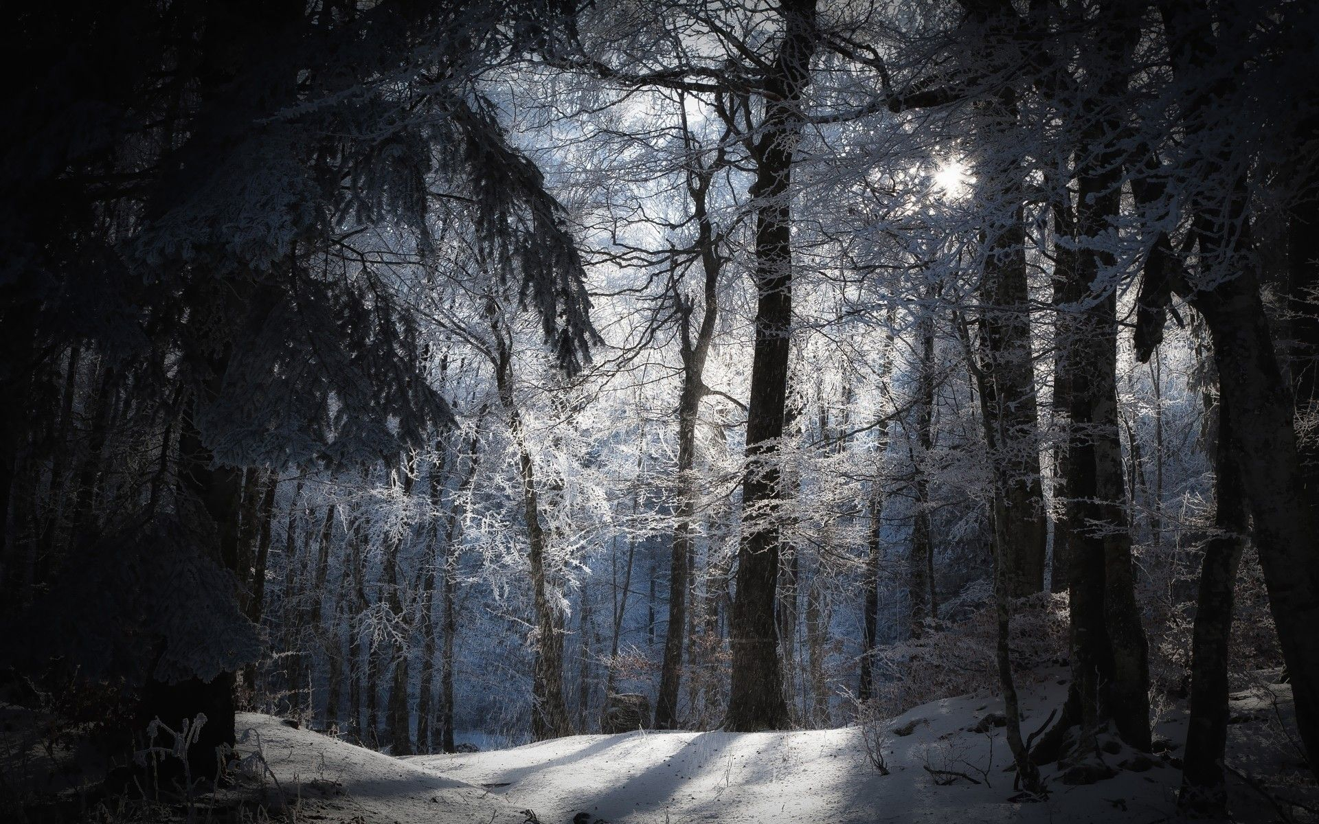 1920x1200 Daily Wallpaper: Winter Forest | Winter forest, Forest wallpaper, Winter photography
