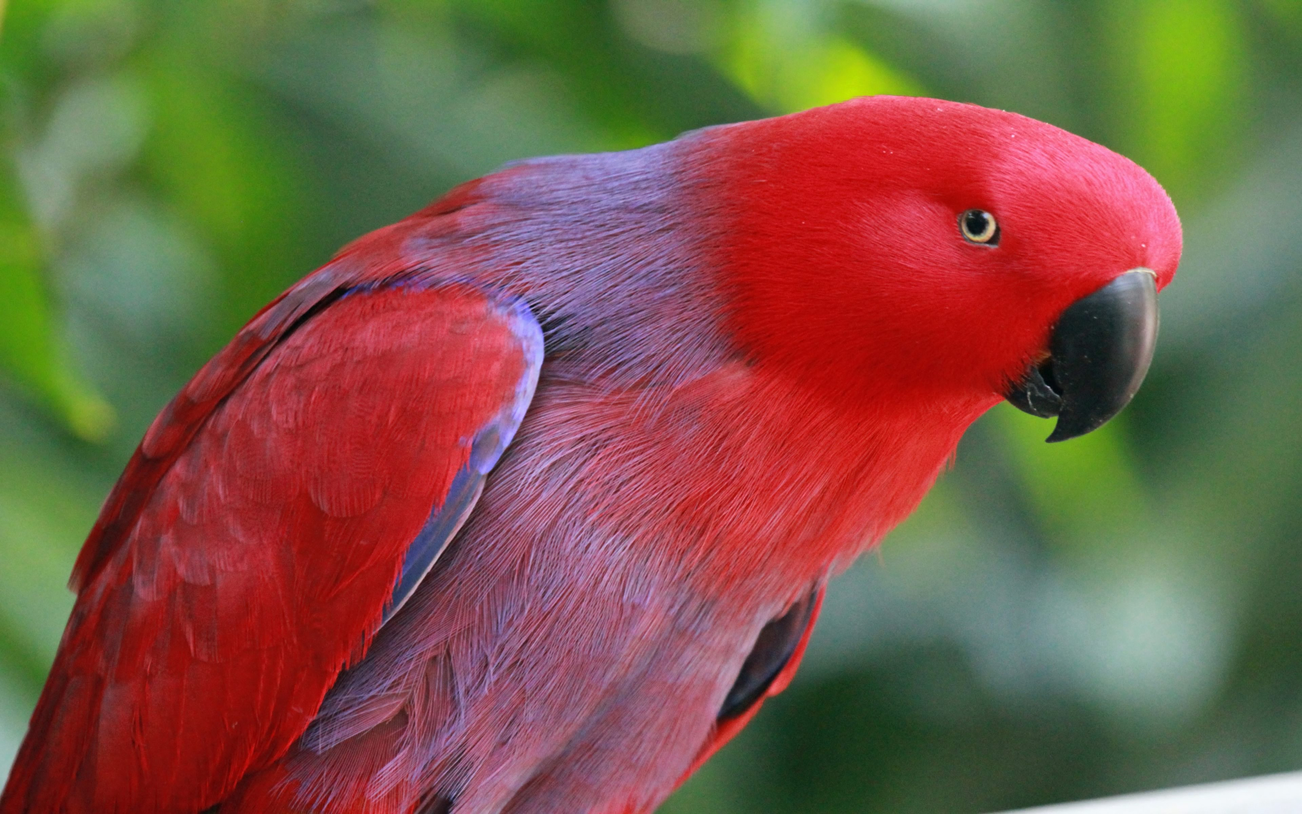 2560x1600 Eclectus Parrot HD Wallpapers and Backgrounds