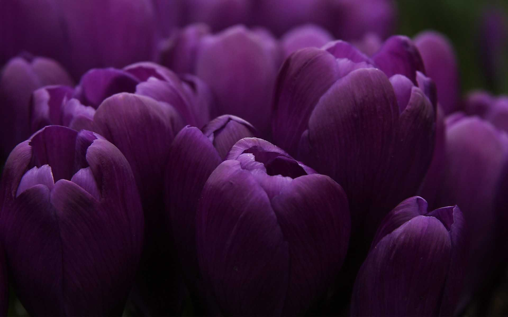 1920x1200 Flower Many Mauve Hi Res Wallpaper Cool PC Wallpapers | Dark purple flowers, Purple flowers wallpaper, Purple tulips