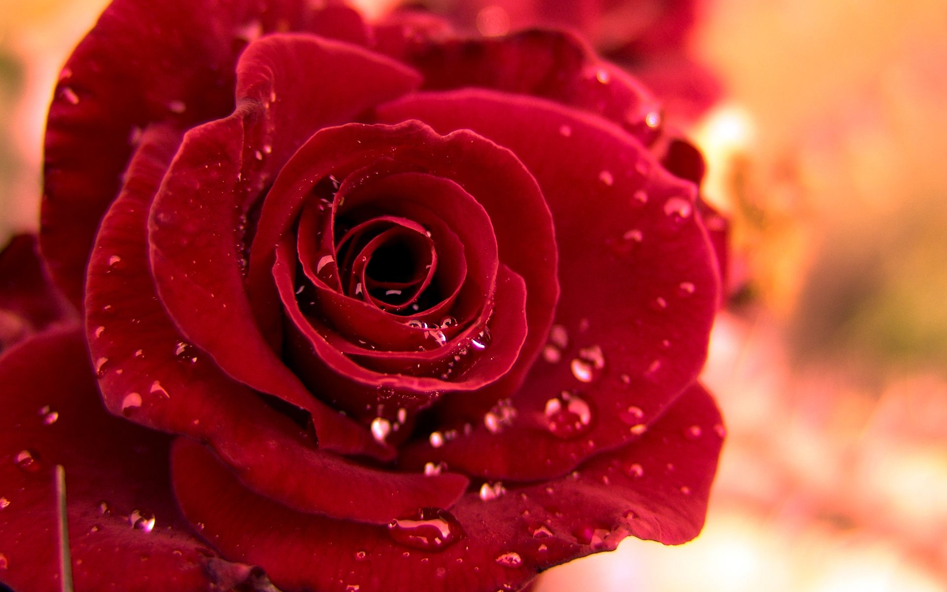 1920x1200 Colors Wallpaper: Beautiful Red Rose Wallpaper | Red roses, Beautiful red roses, Beautiful roses