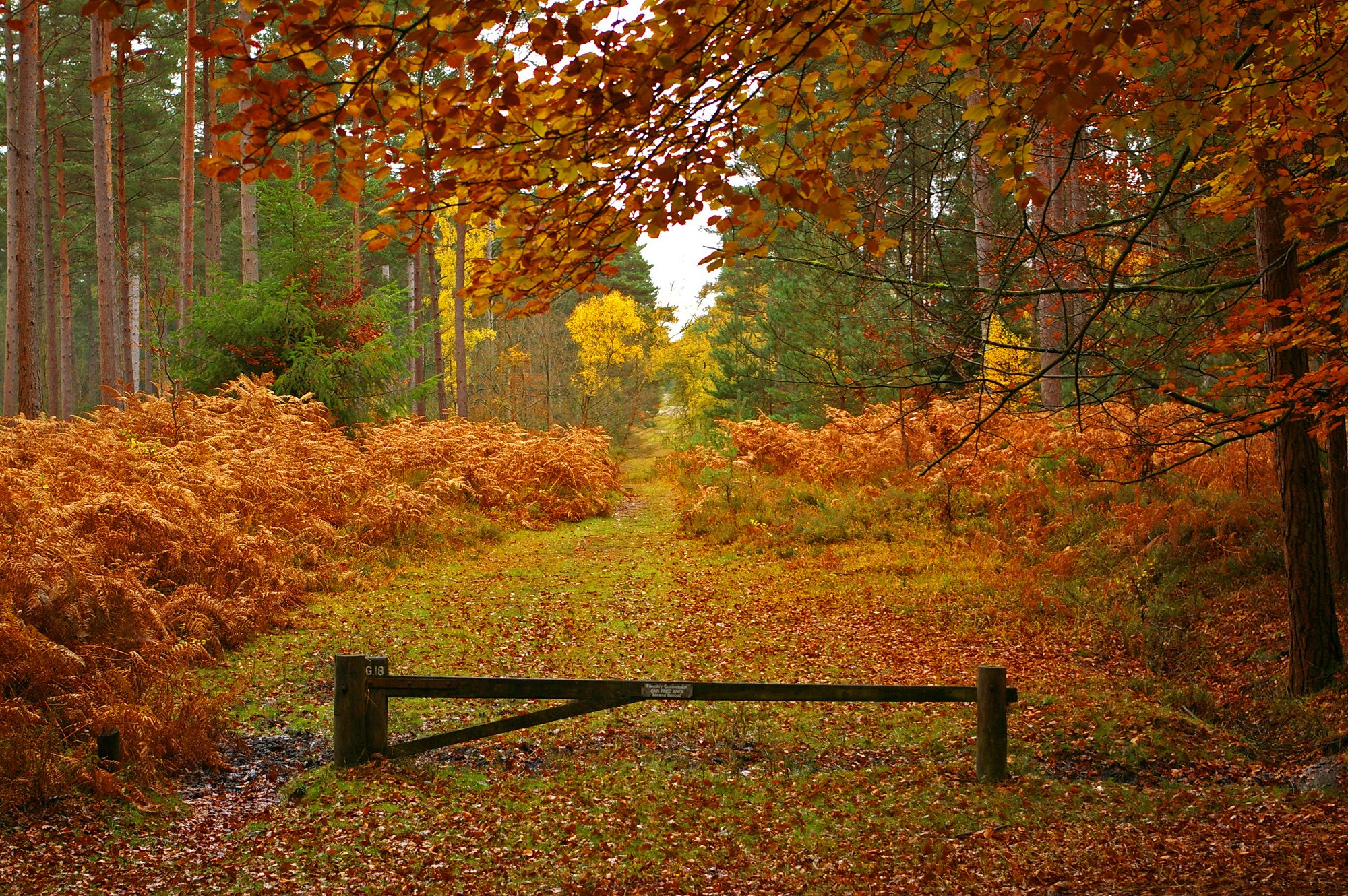 2000x1330 new, Forest, In, Hampshire, England, Autumn, Landscape Wallpapers HD / Desktop and Mobile Backgrounds