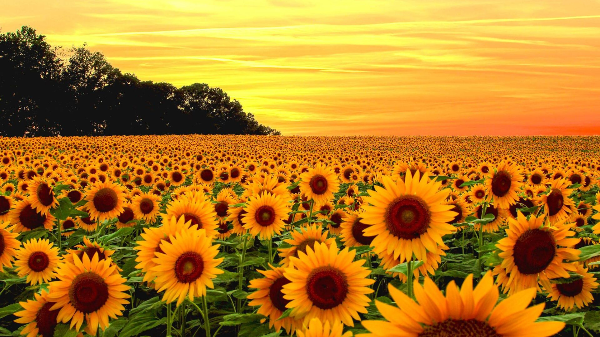 1920x1080 Sunflower Wallpaper: Top Free Sunflower Backgrounds, Pictures \u0026 Images Download