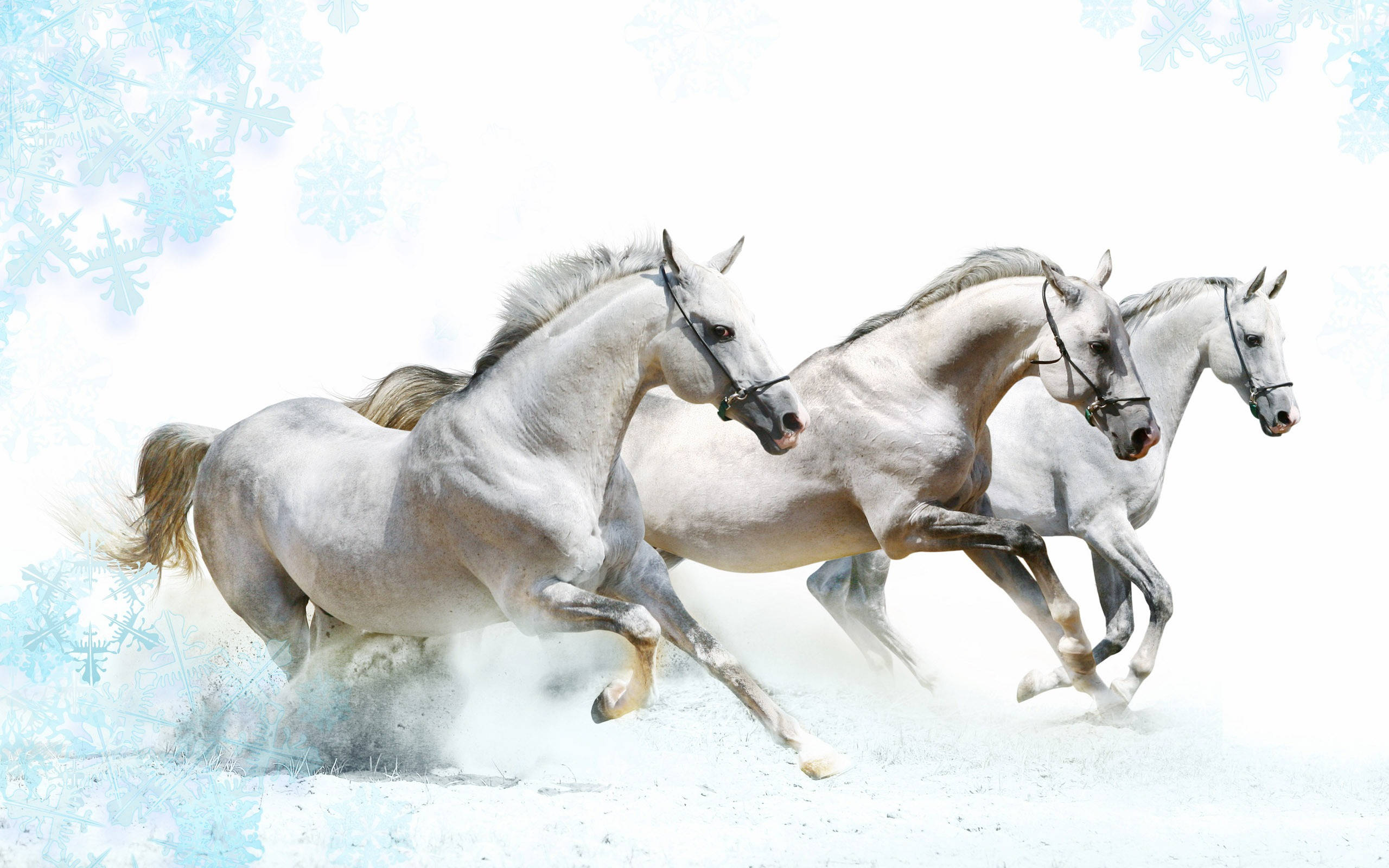 2560x1600 Download Three Racing White Horses Wallpaper