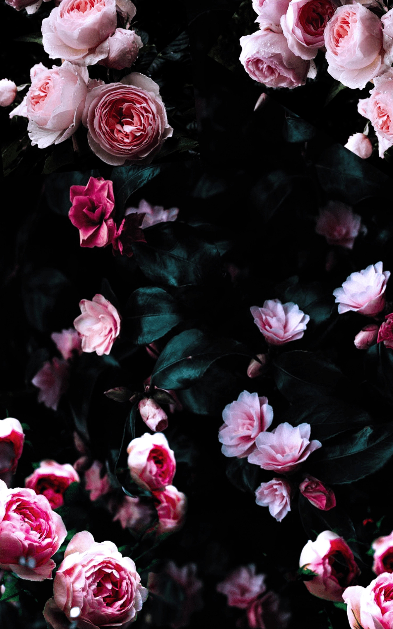 1350x2160 84+ Dark Flower Wallpapers on WALLPAPERPLAYS