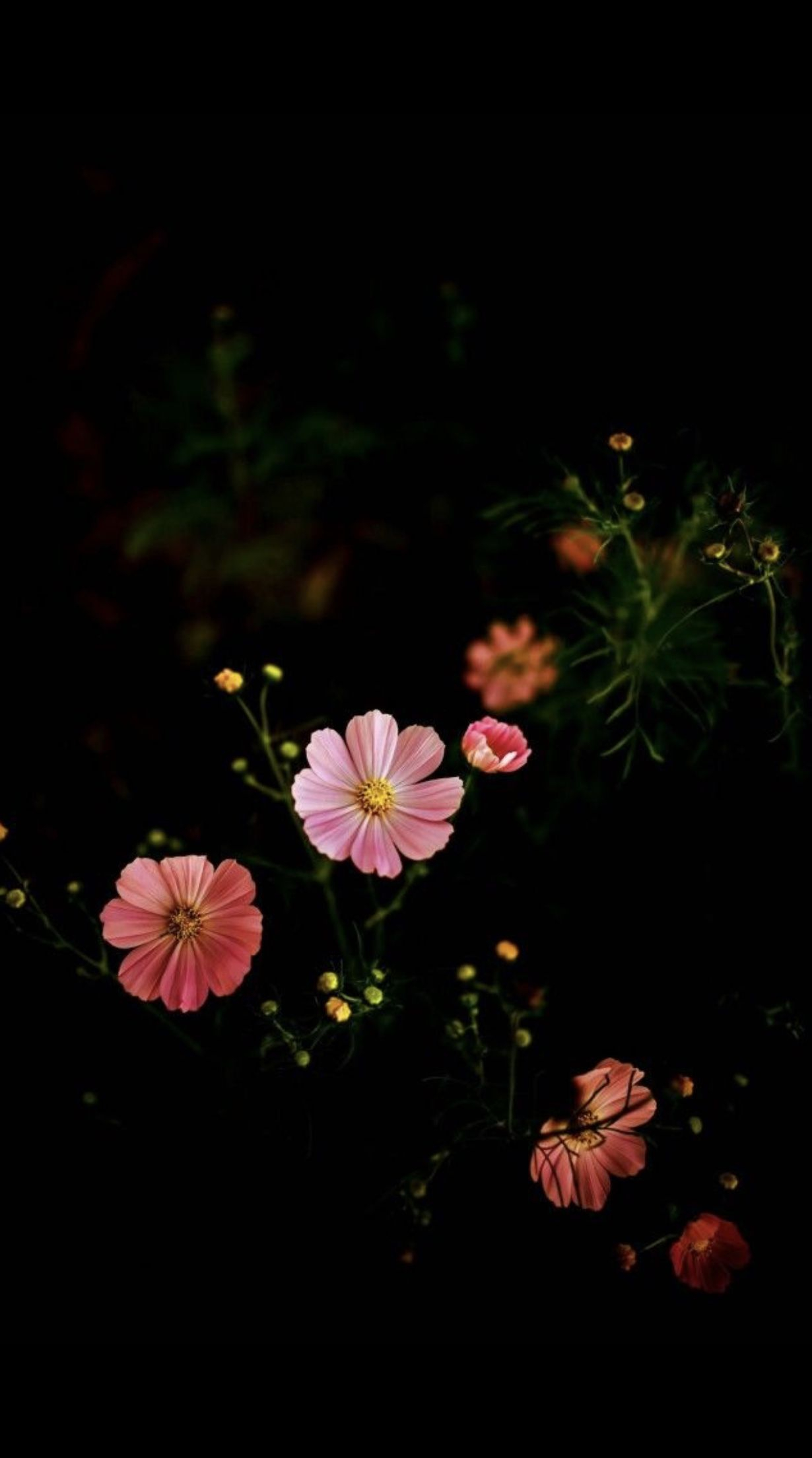 1230x2208 Black Florals | Wallpaper nature flowers, Flowers photography wallpaper, Scenery wallpaper