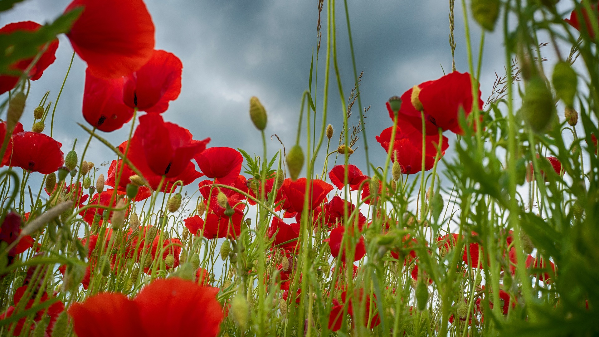 1920x1080 Wallpaper : colorful, red flowers, plants WallpaperManiac 1780033 HD Wallpapers